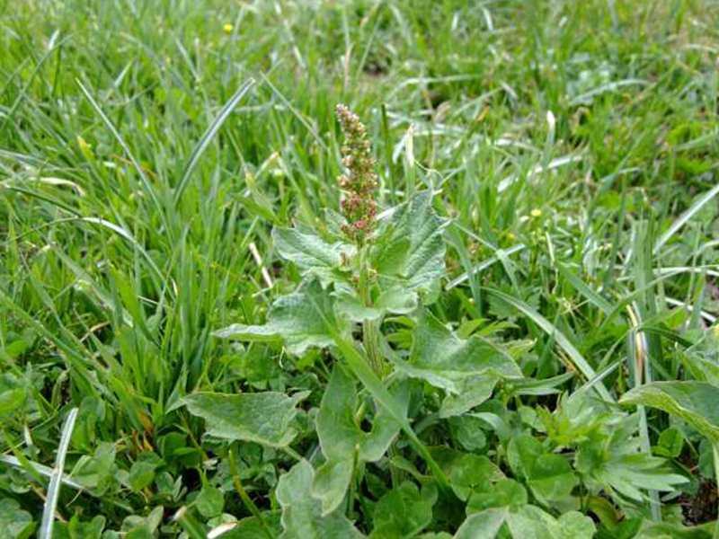 2025-04-24 Vortrag Naturschutz im eigenen Garten (Foto_Echter Sellerie (ABU Soest).jpg 2025-04-24 Vortrag Naturschutz im eigenen Garten (Foto_Echter Sellerie (ABU Soest).jpg