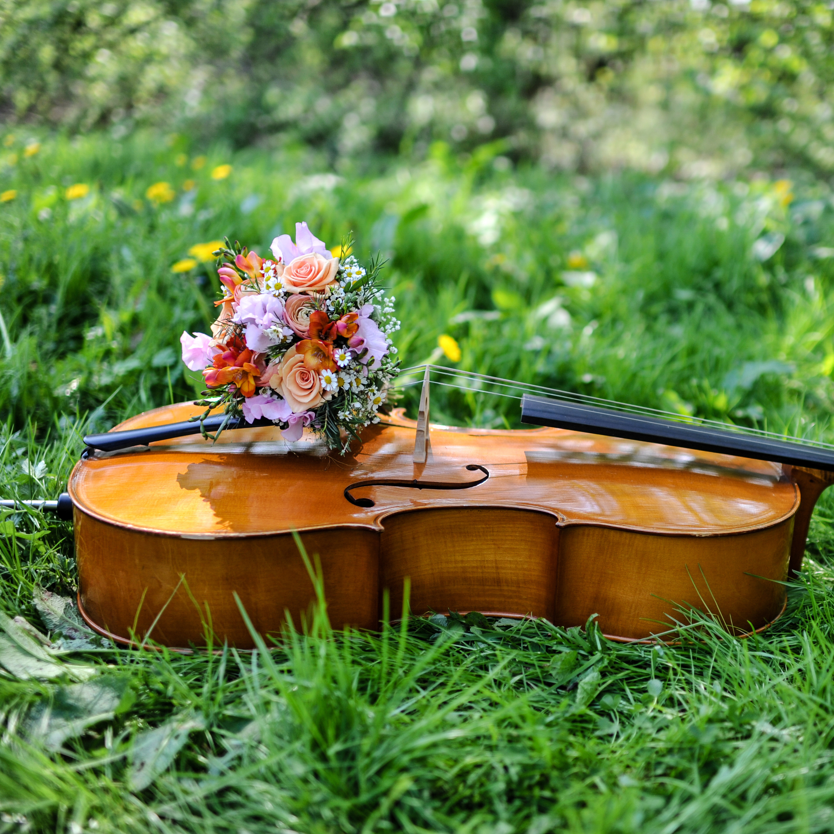 FOT-10511-76477010_XL-Cello-Wiese_©ilfotokunst.jpg FOT-10511-76477010_XL-Cello-Wiese_©ilfotokunst.jpg