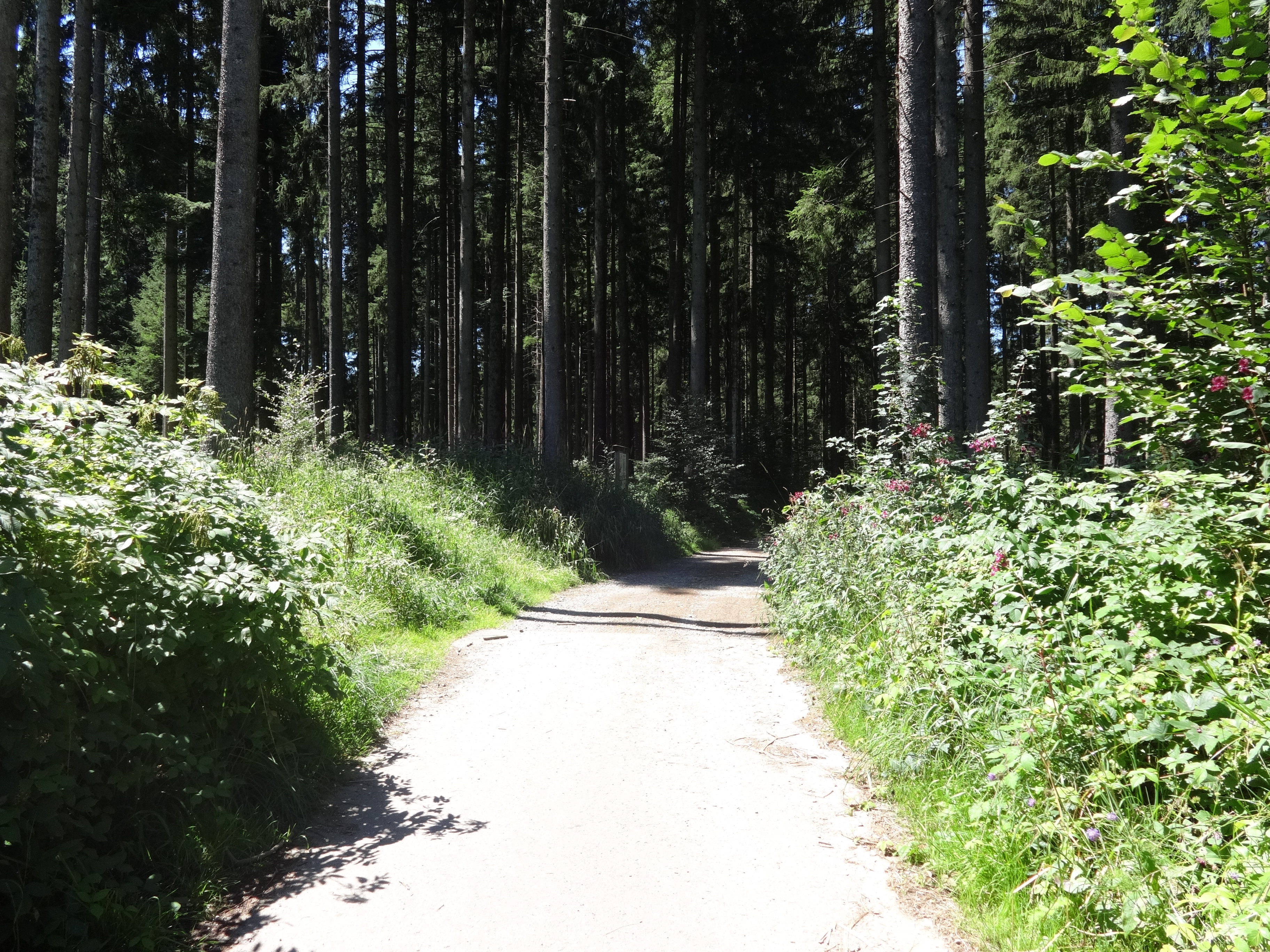 Waldweg