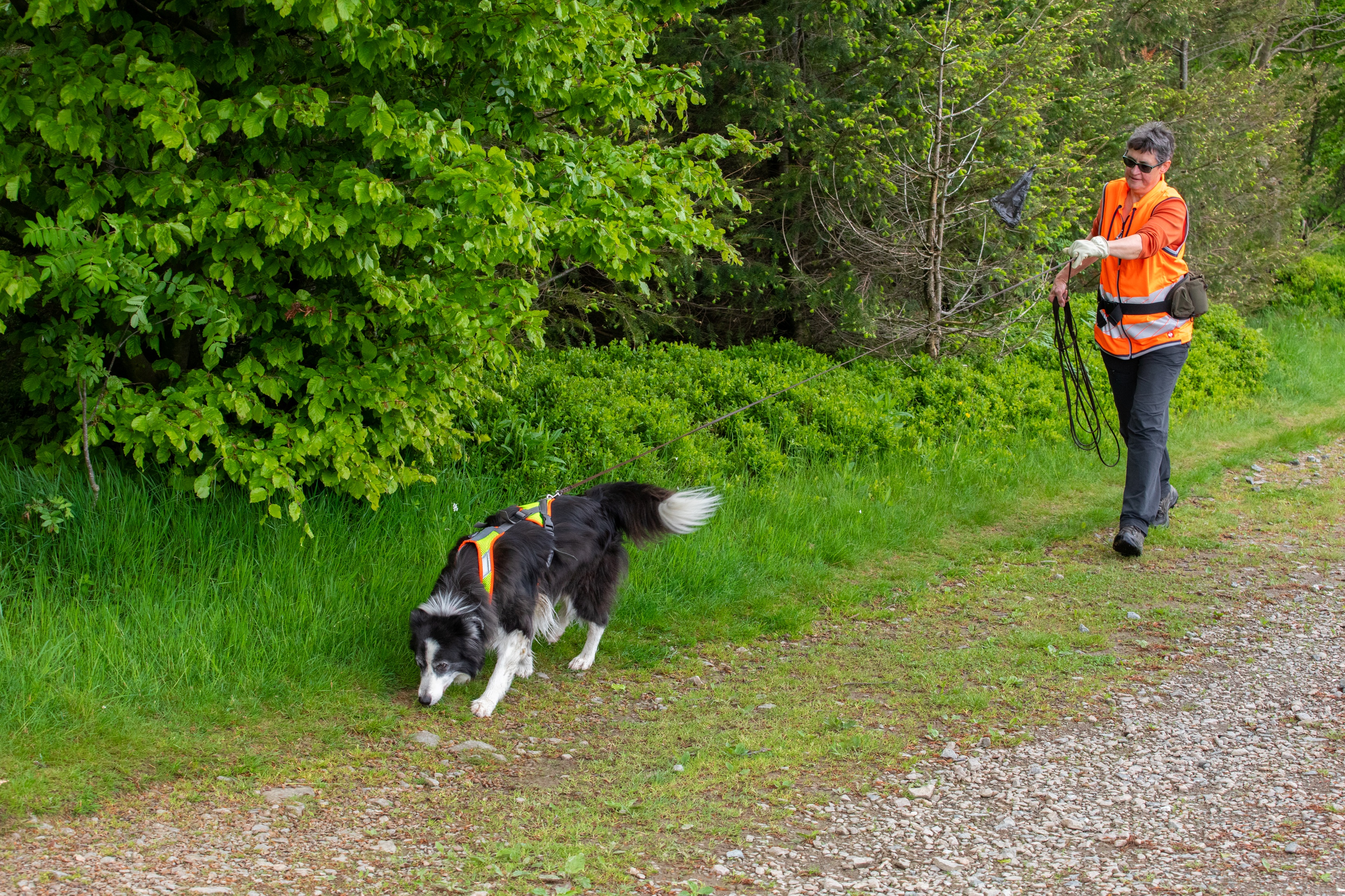 Mantrailing Mantrailing