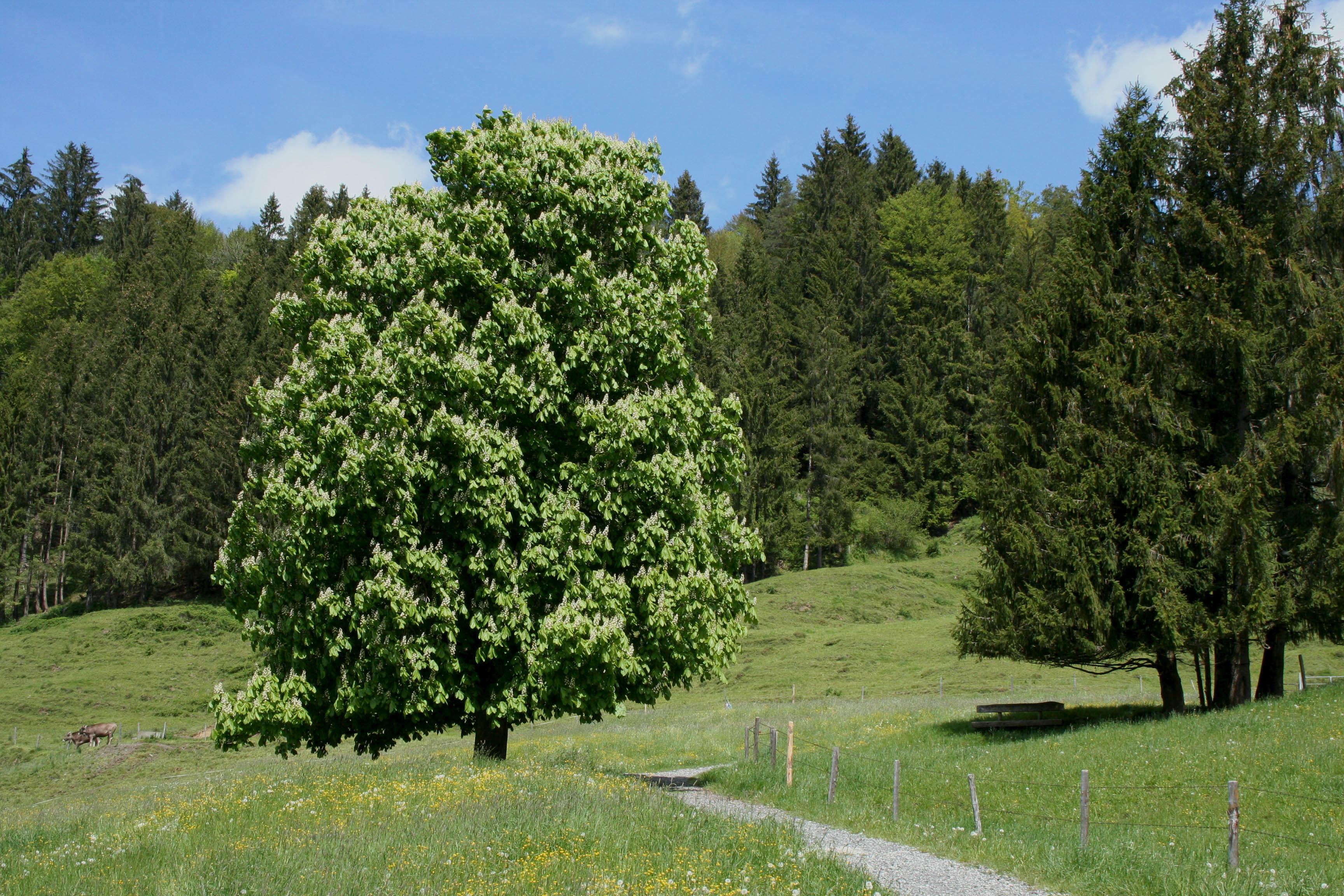 Wanderpfad Richtung Zaumberg Wanderpfad Richtung Zaumberg
