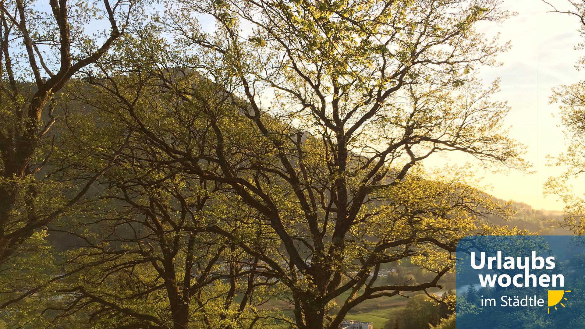 Grählweg Immenstadt Grählweg Immenstadt