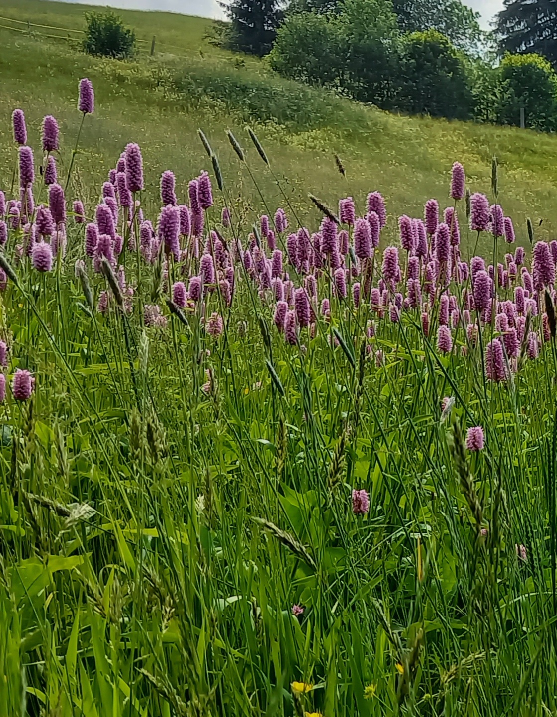 20240416_Blumenwiese_Marion Baiz.jpg 20240416_Blumenwiese_Marion Baiz.jpg