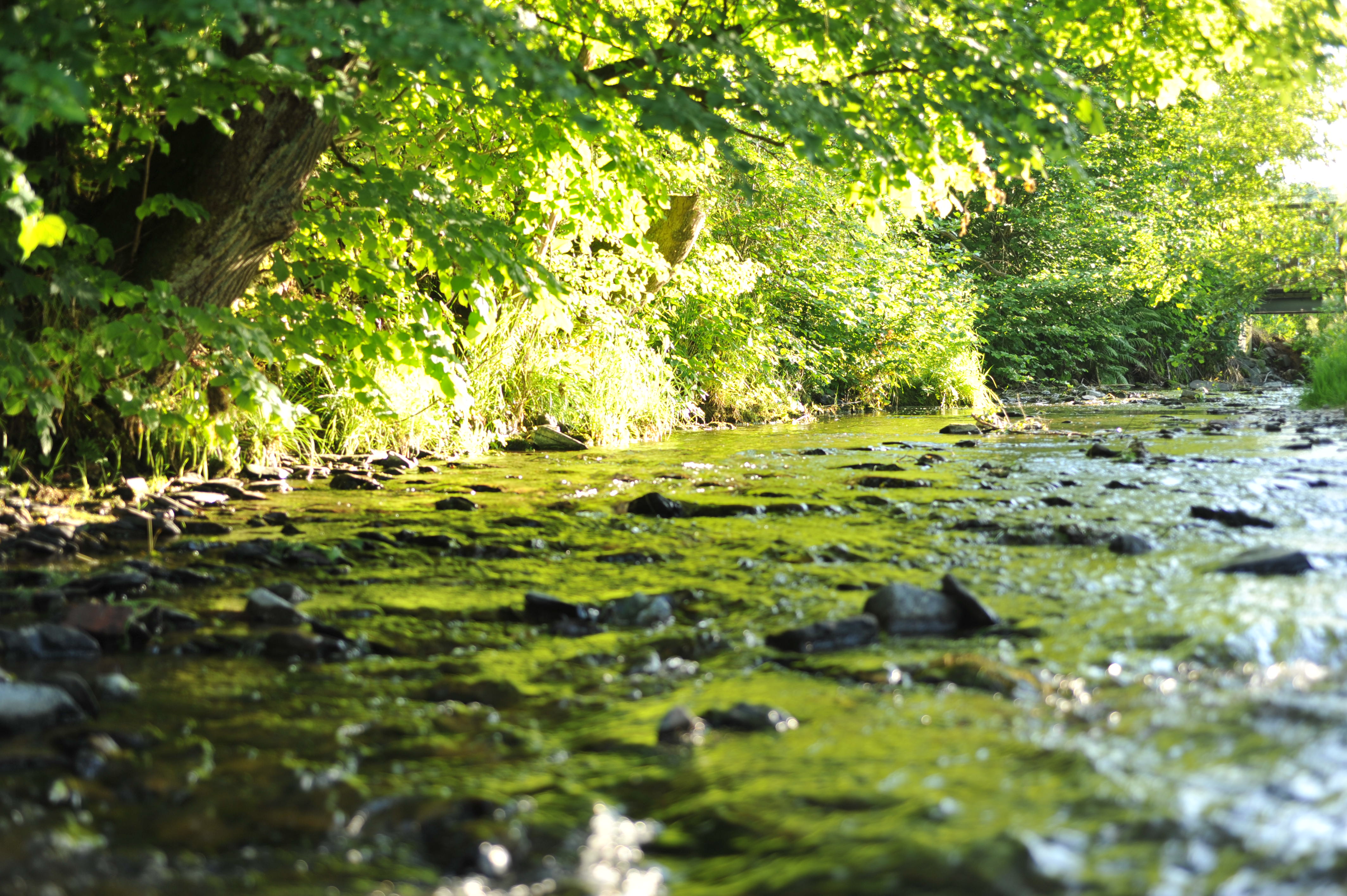 Nuhneursprung Nuhneursprung