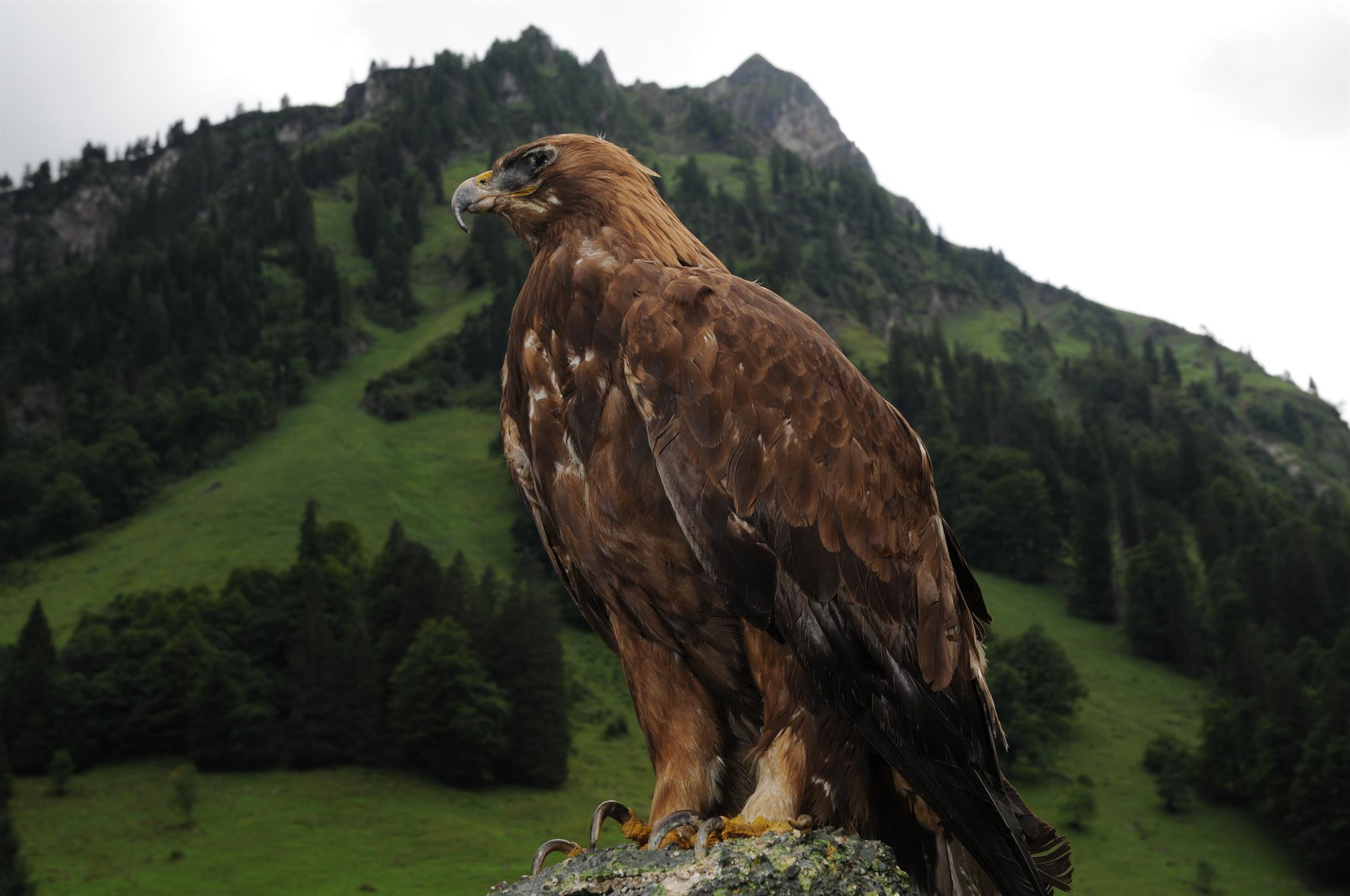 Adler Adler