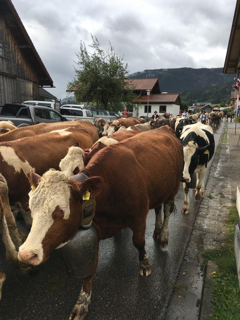 Viehscheid in Bolsterlang