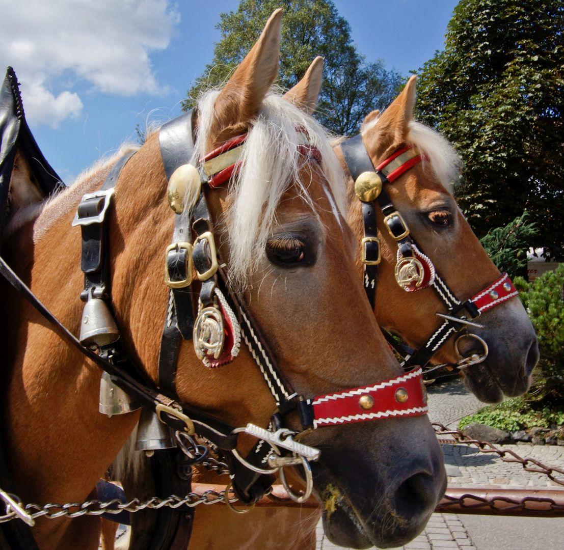 Genießen Sie eine Pferdekutschfahrt rund um Bol...