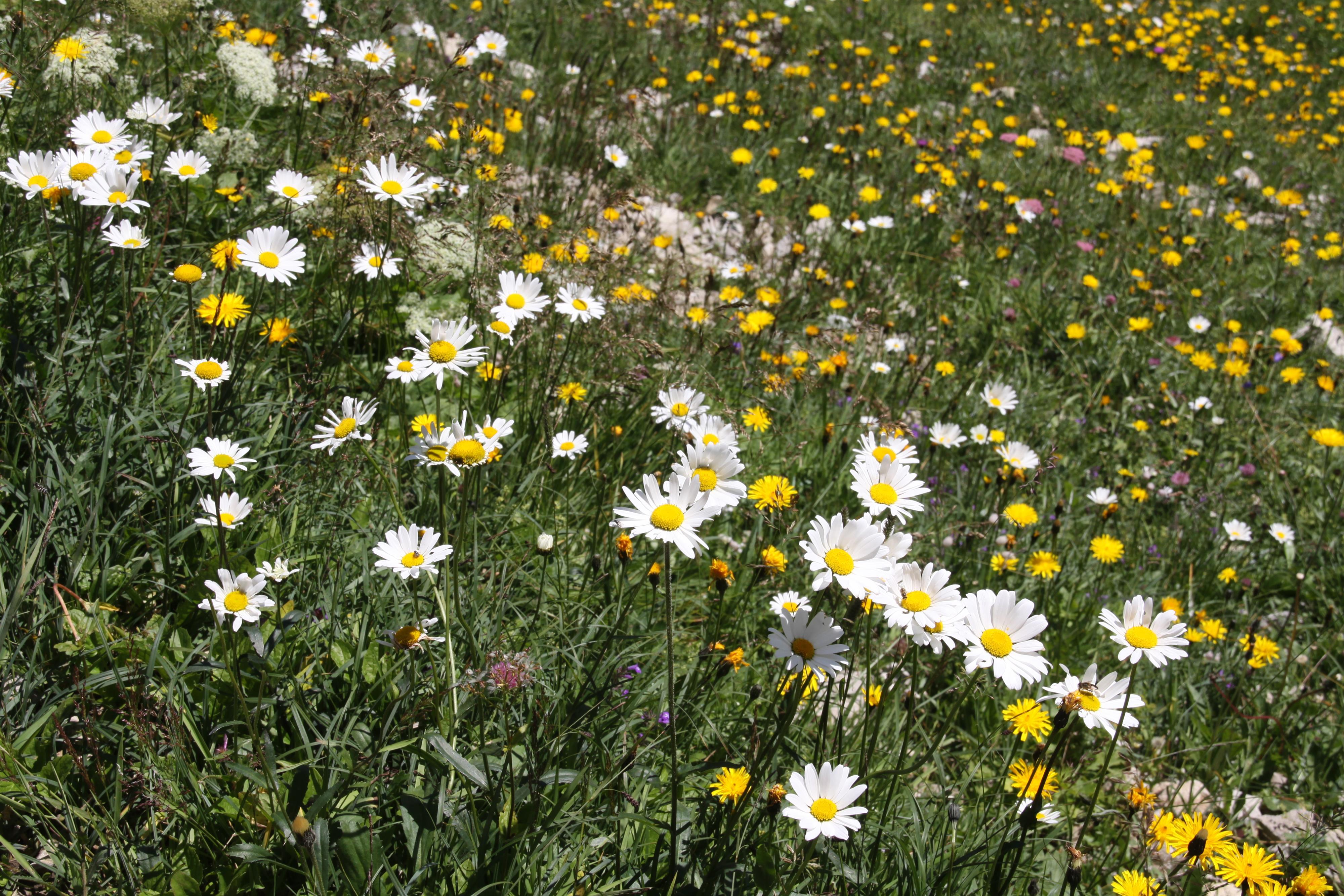 Blumenwiese Blumenwiese