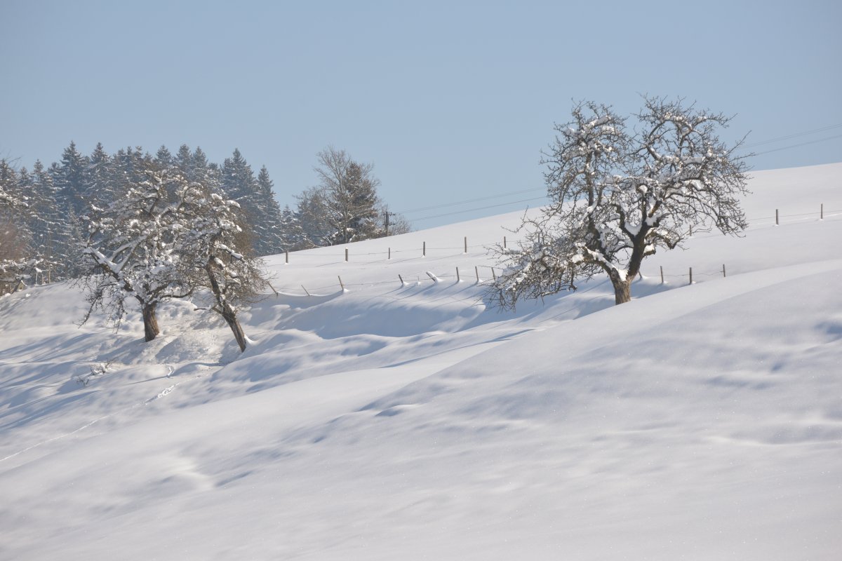 Scheidegg LandschaftWasserfall 8745