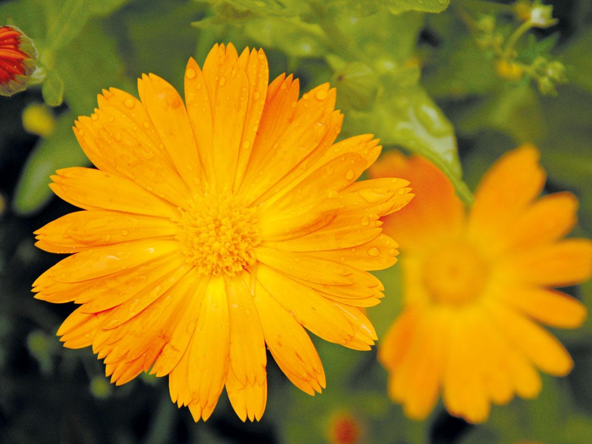 duftundheilpflanzen duftundheilpflanzen