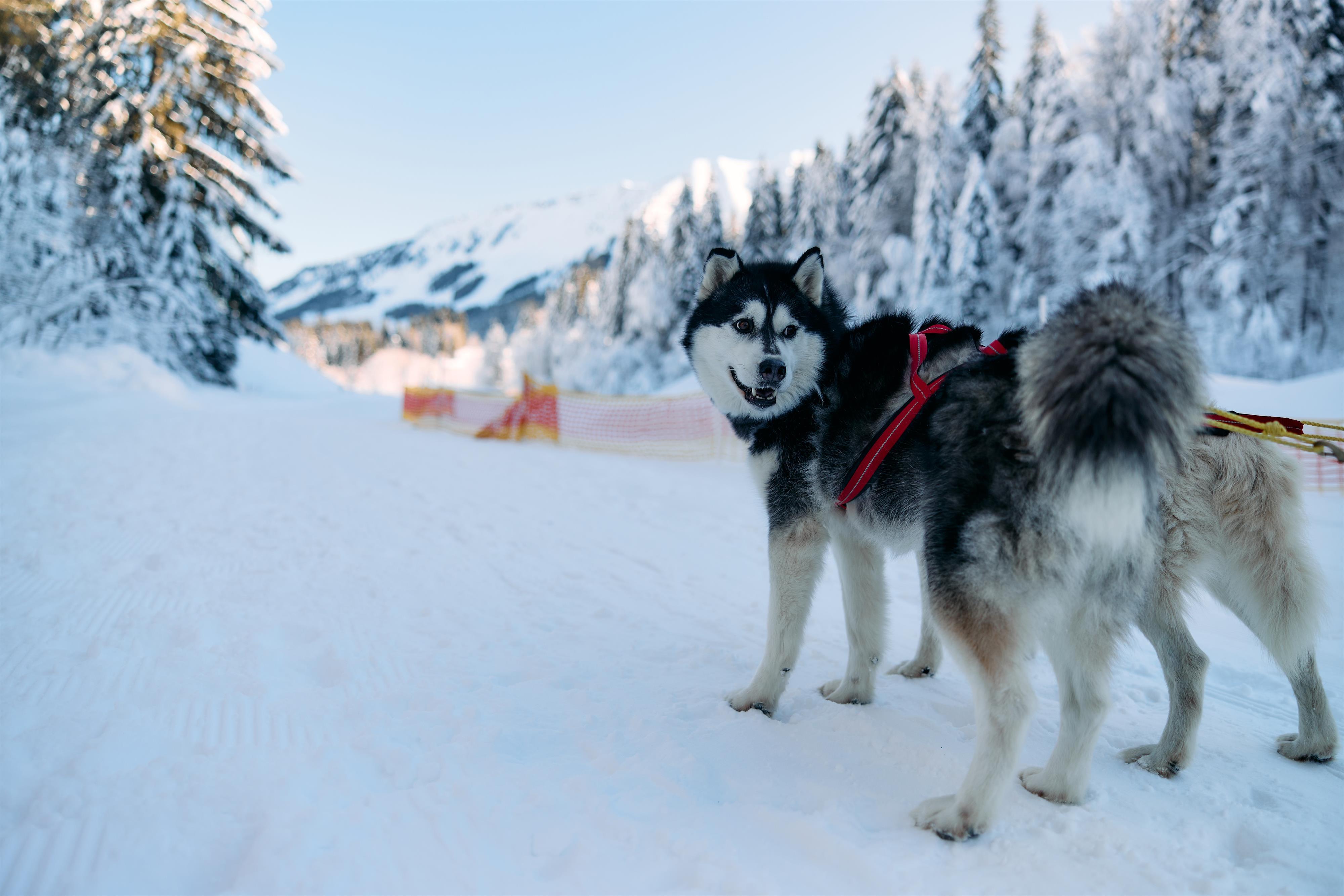 Huskycamp im Kleinwalsertal Winter