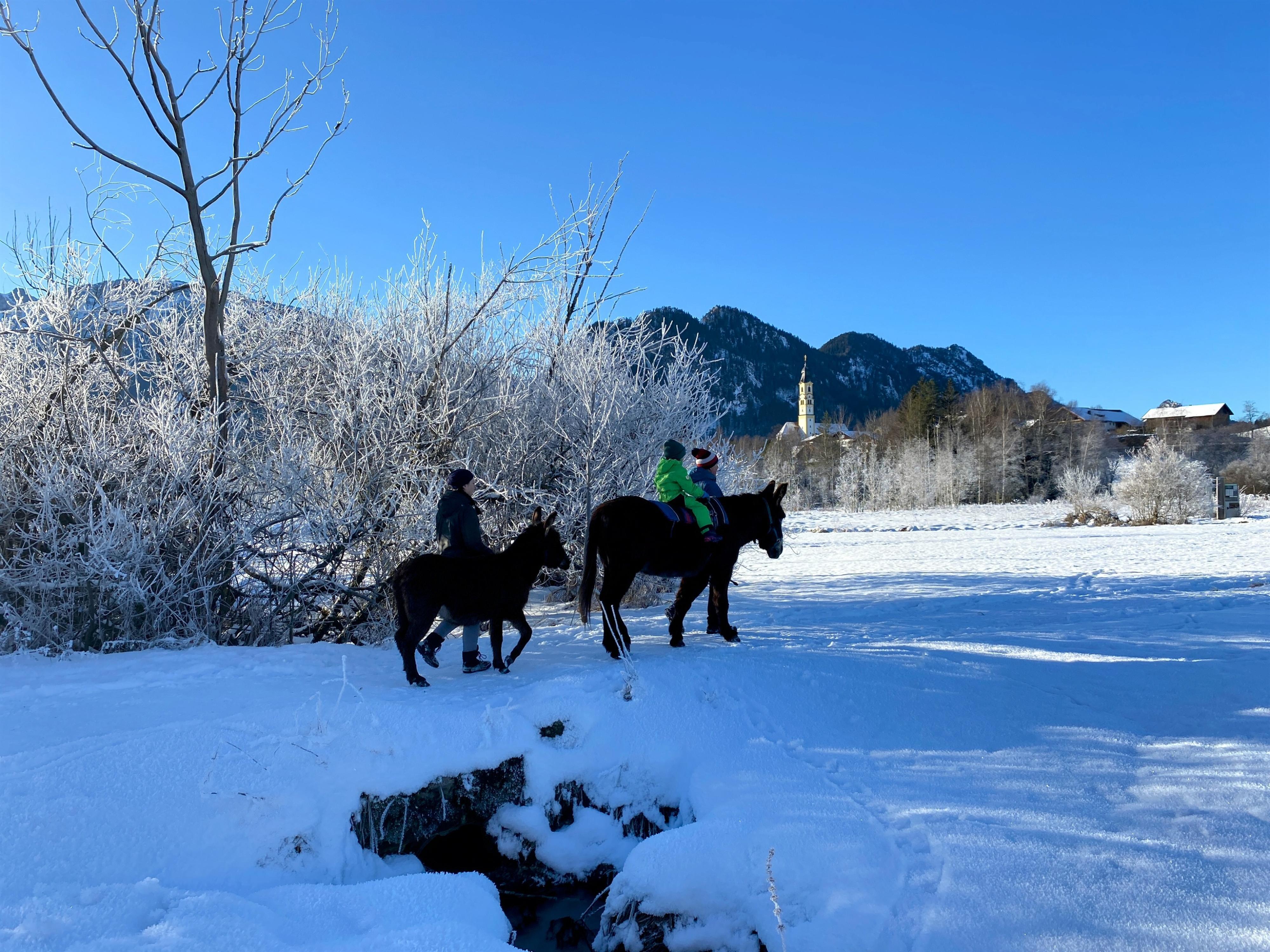 Eselwanderung im Winter Eselwanderung im Winter