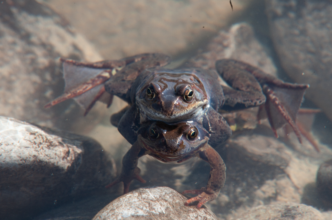 PRIMAVERA_Froesche.png PRIMAVERA_Froesche.png