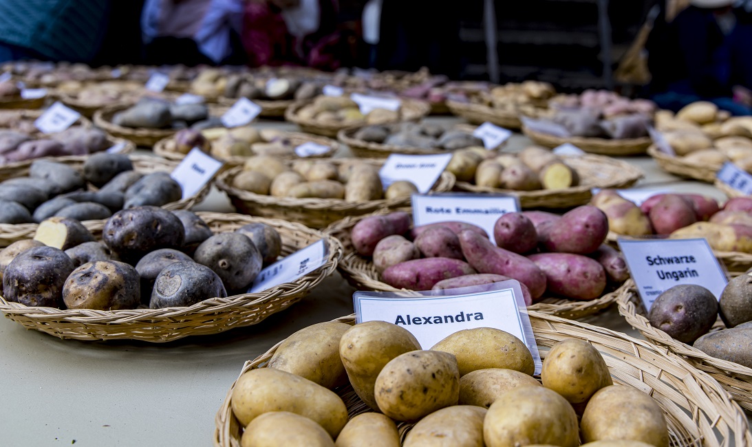 Kartoffelsorten Foto Markus Leser Kartoffelsorten Foto Markus Leser