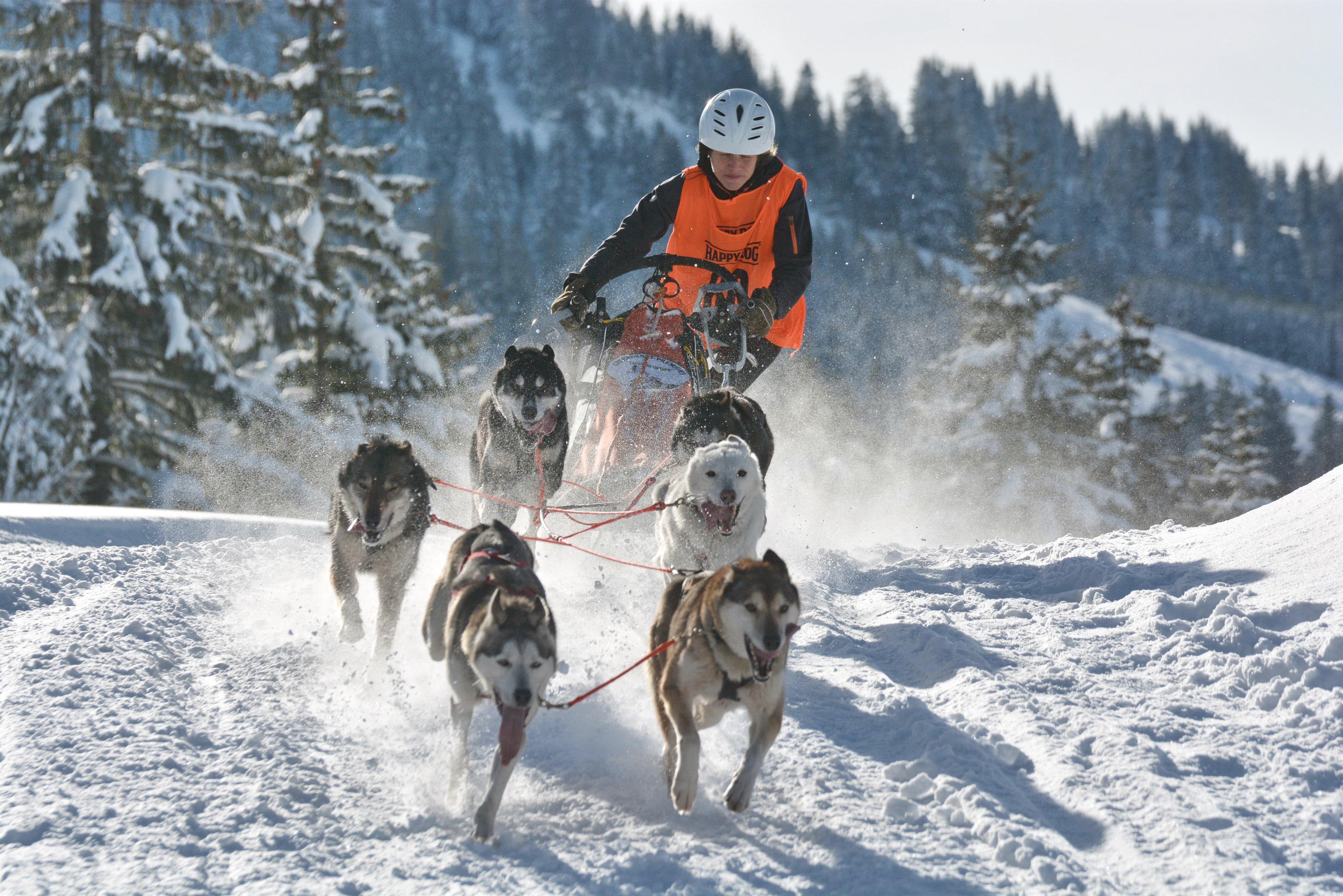 Schlittenhunde Schlittenhunde