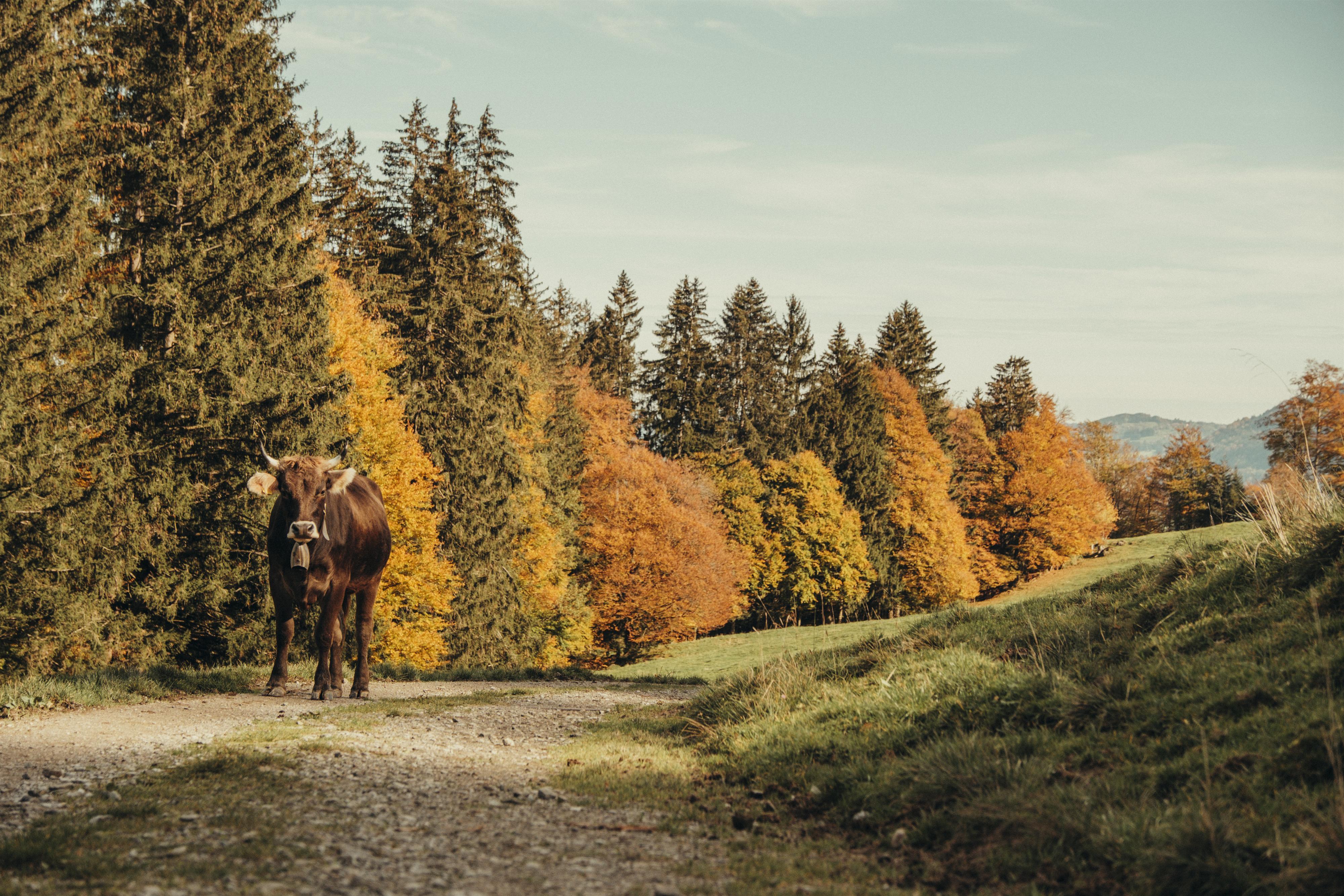Kuh im Herbst Kuh im Herbst