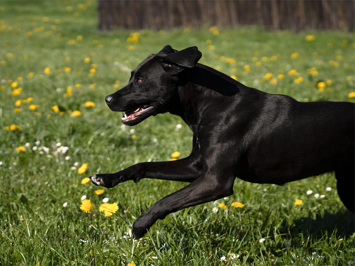Hund