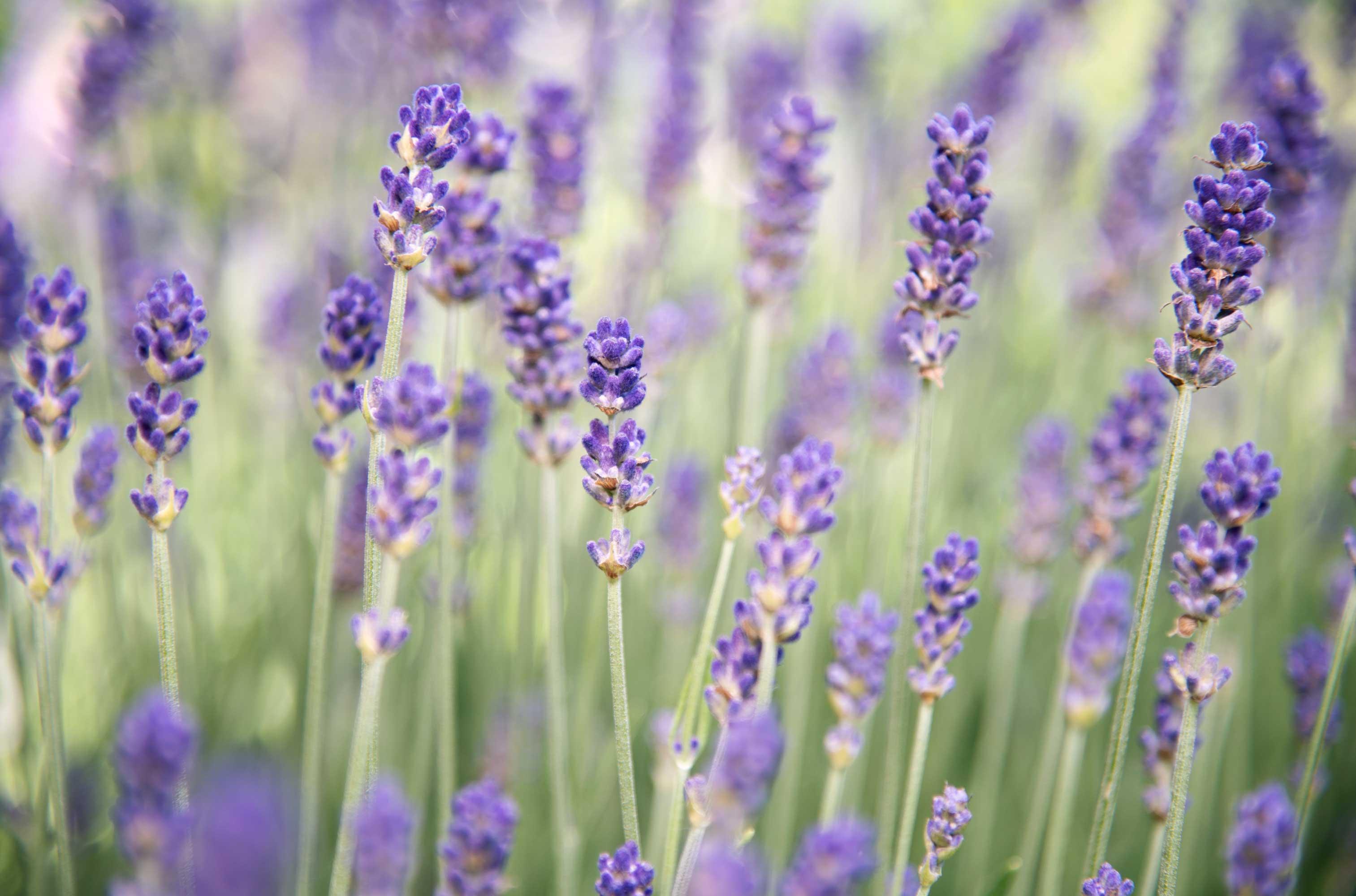 lavendel_web