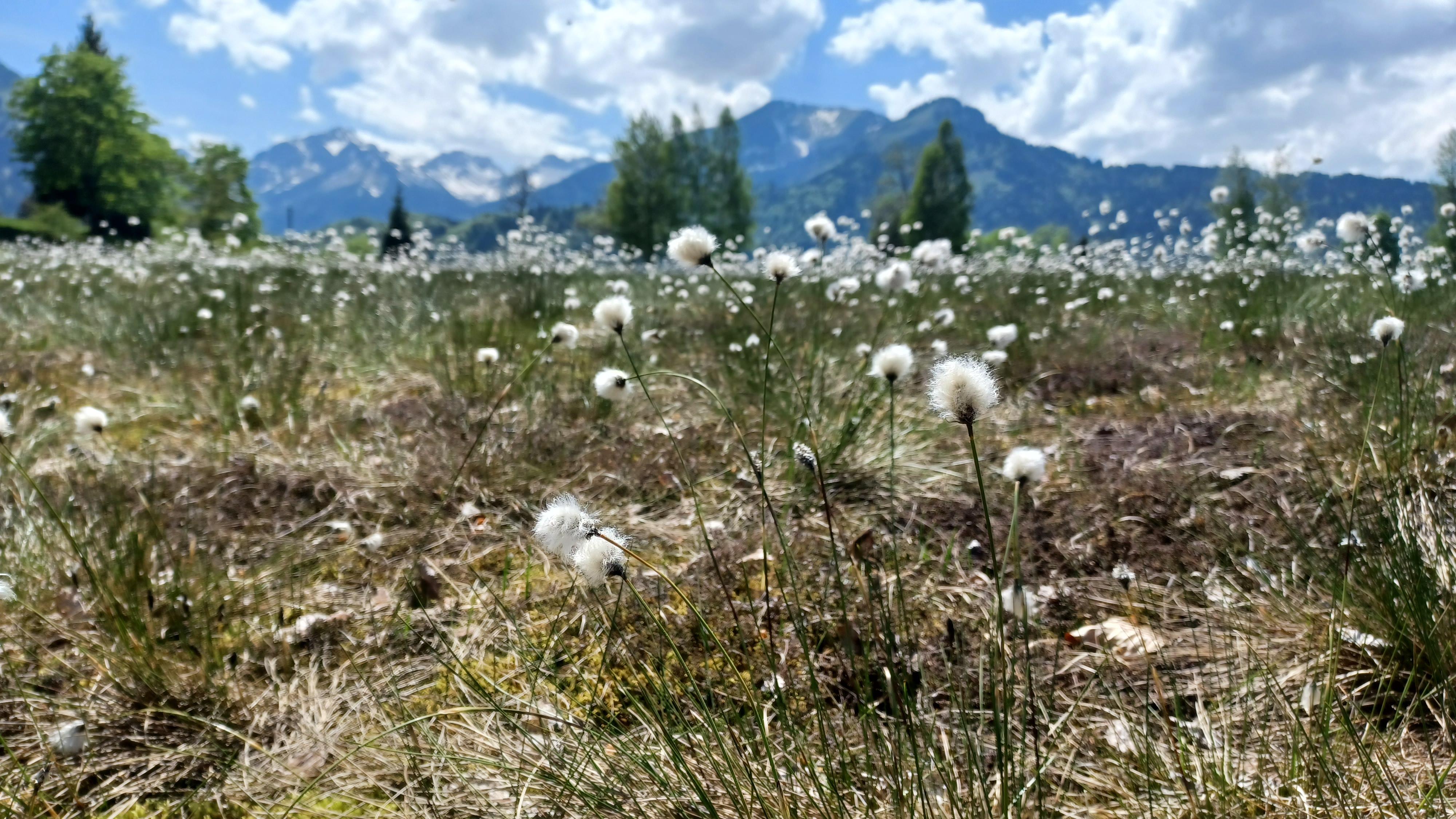 Wollgras auf den Moorflächen der Hörnerdörfer Wollgras auf den Moorflächen der Hörnerdörfer