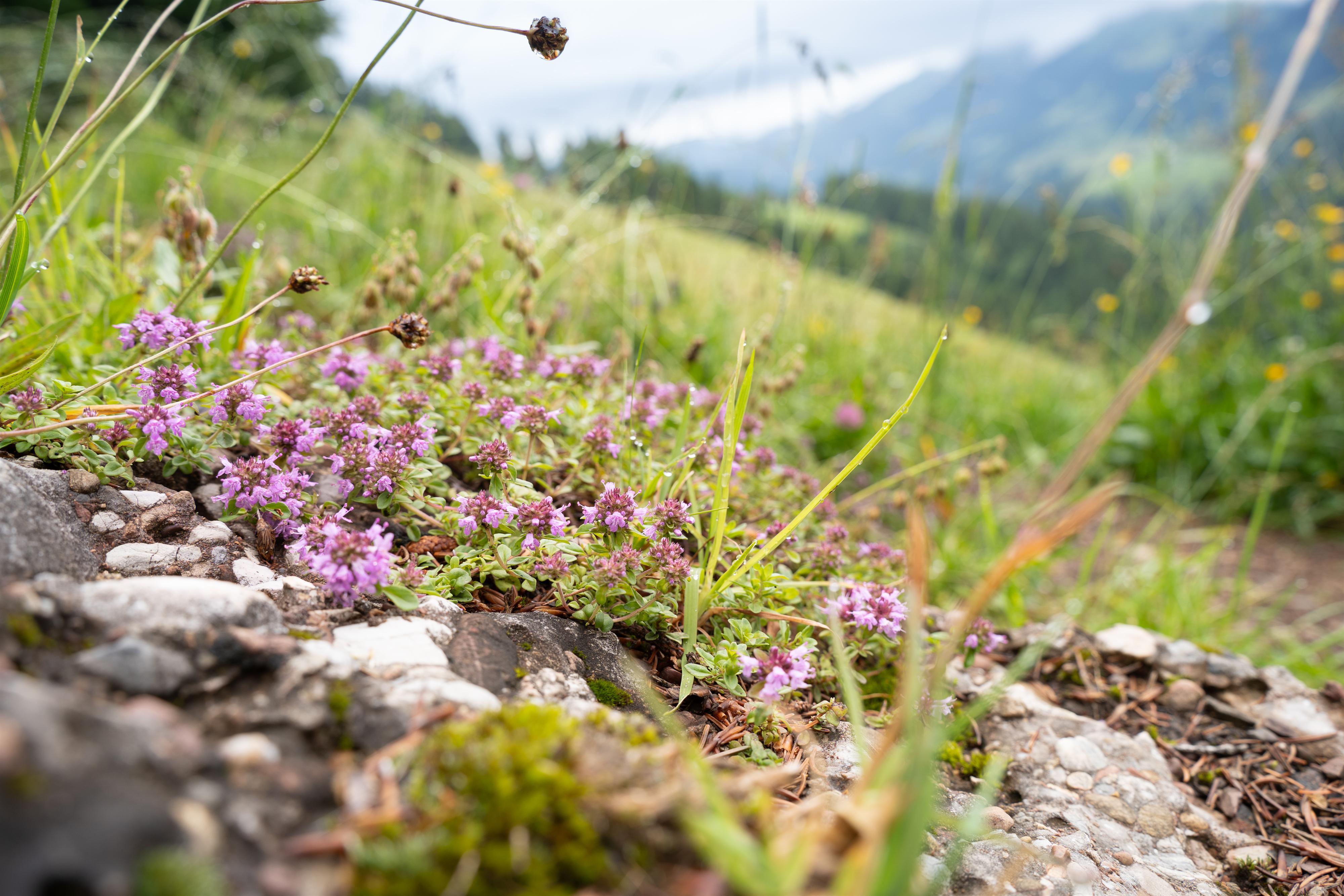 Wildkräuter in Oberstaufen
