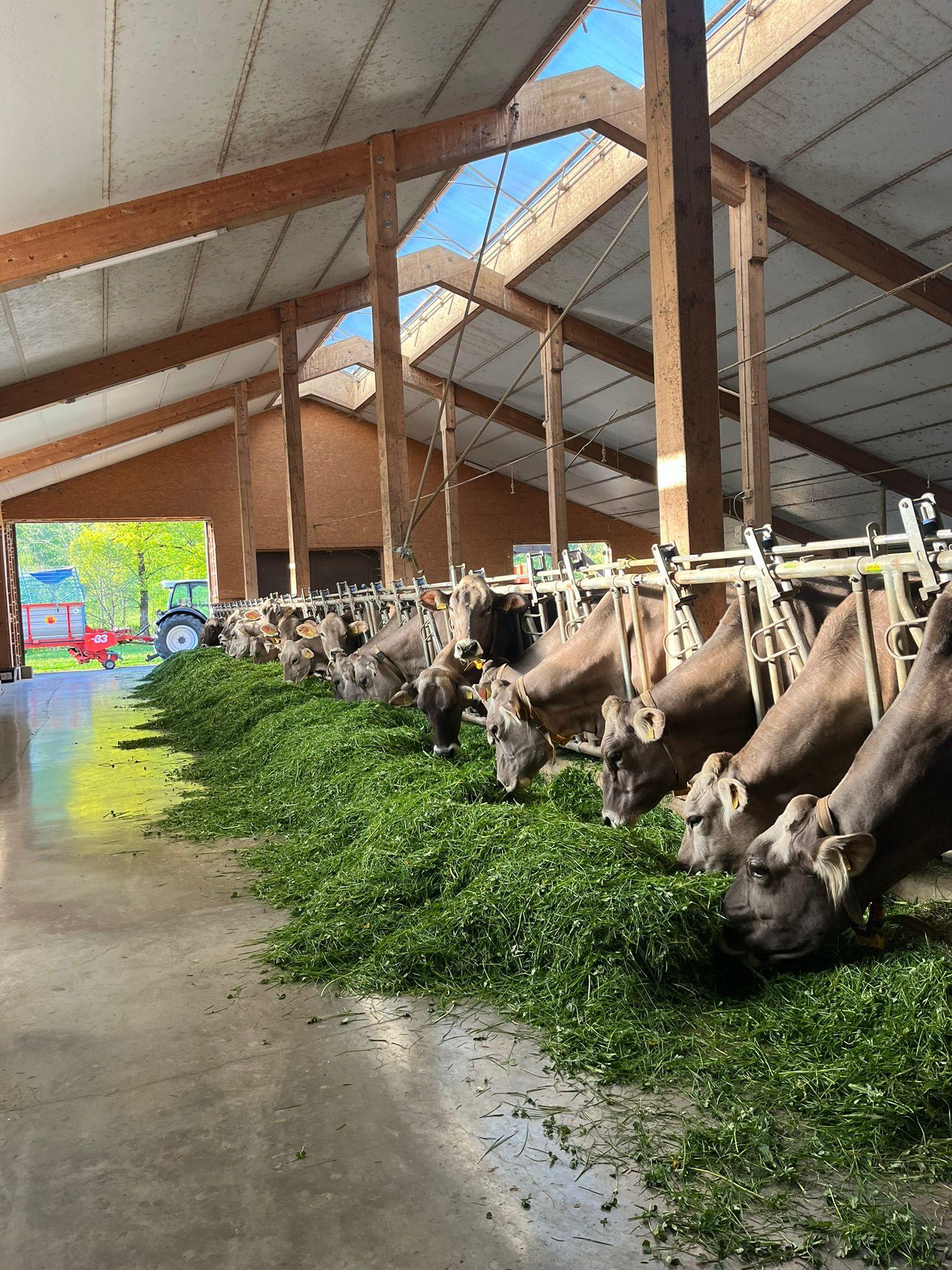 Braunvieh im Stall - Sichlerhof