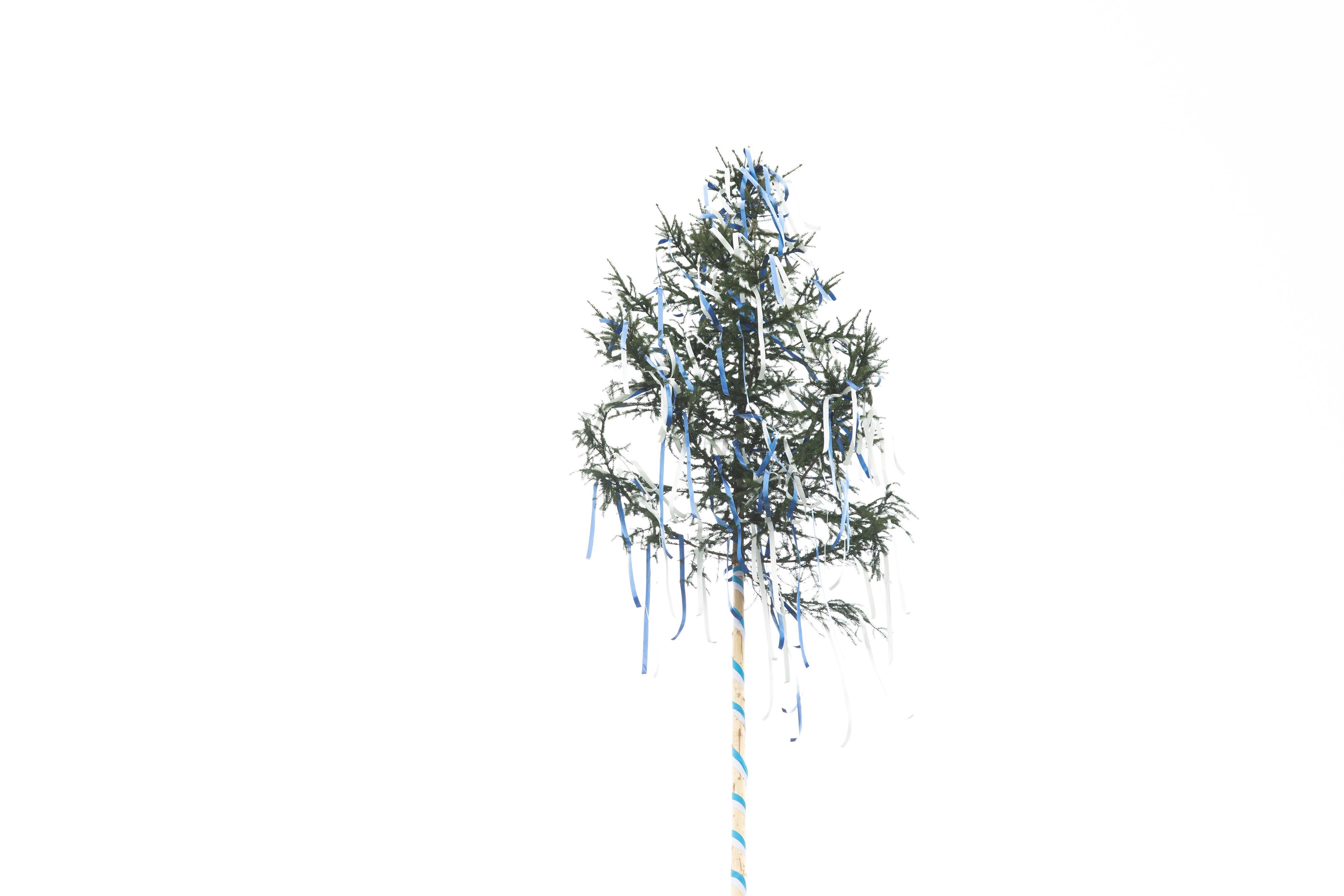 Maibaum Wipfel