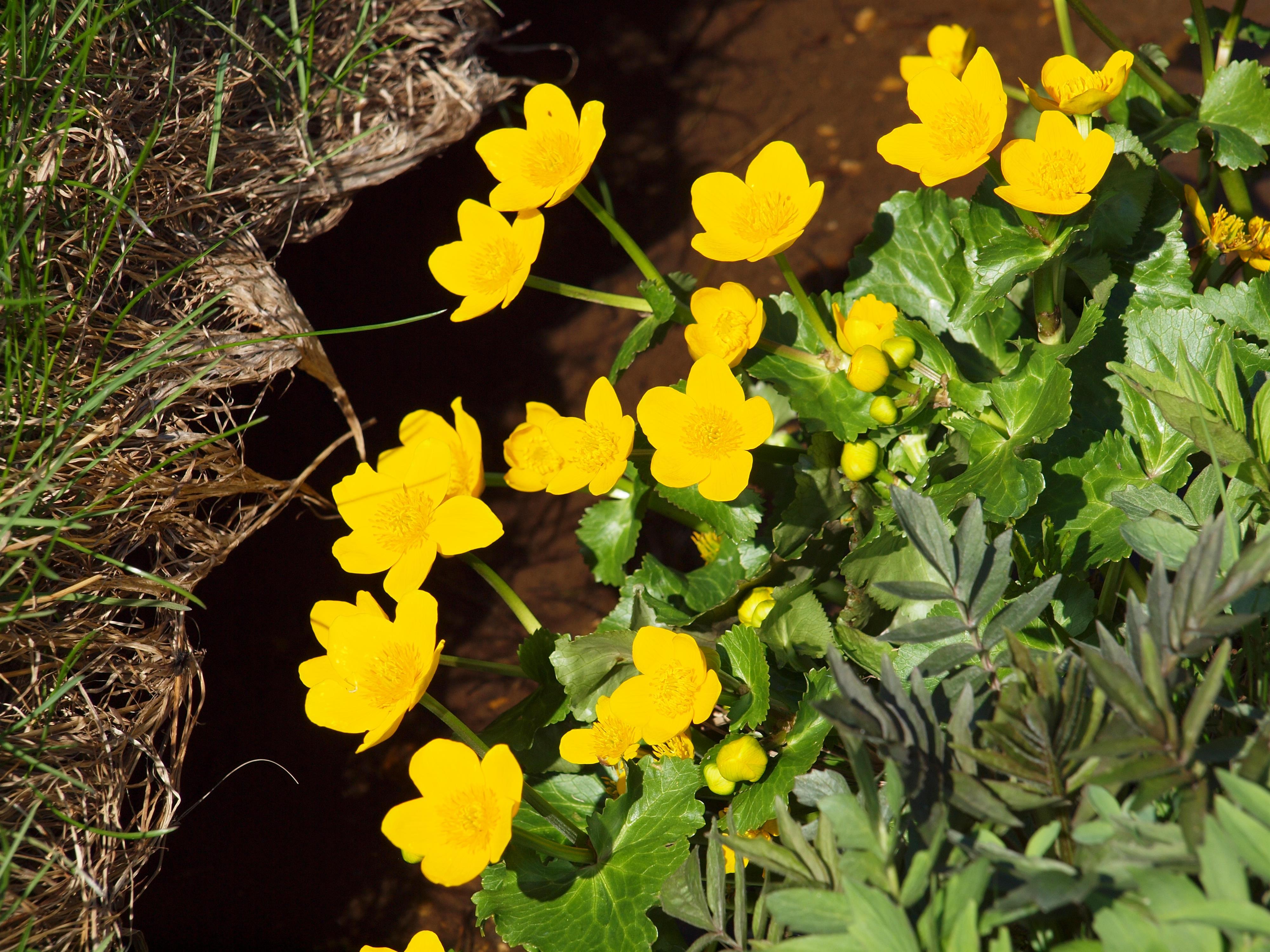 Blumen Seeg