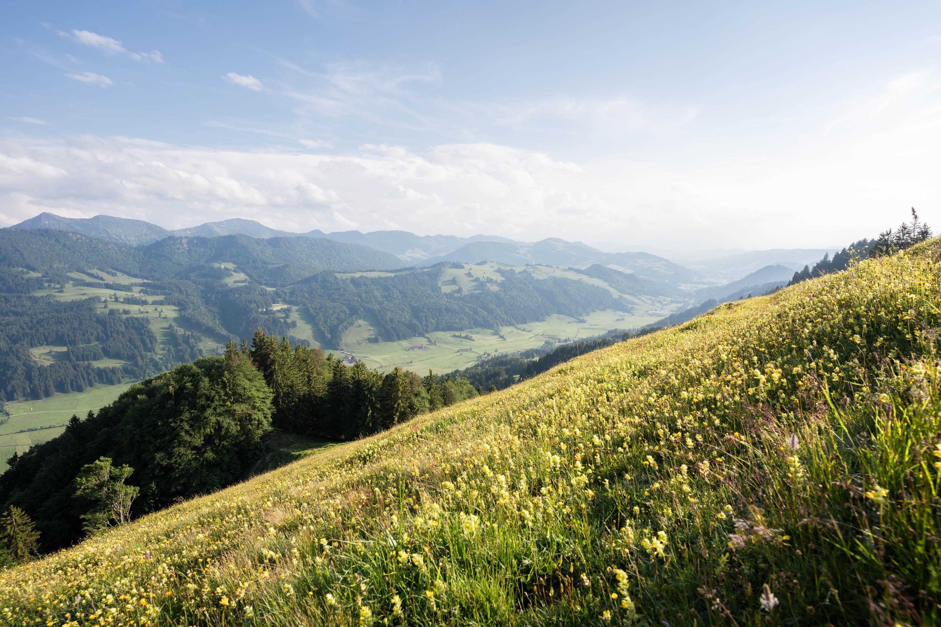 Wildkräuter-Wanderung