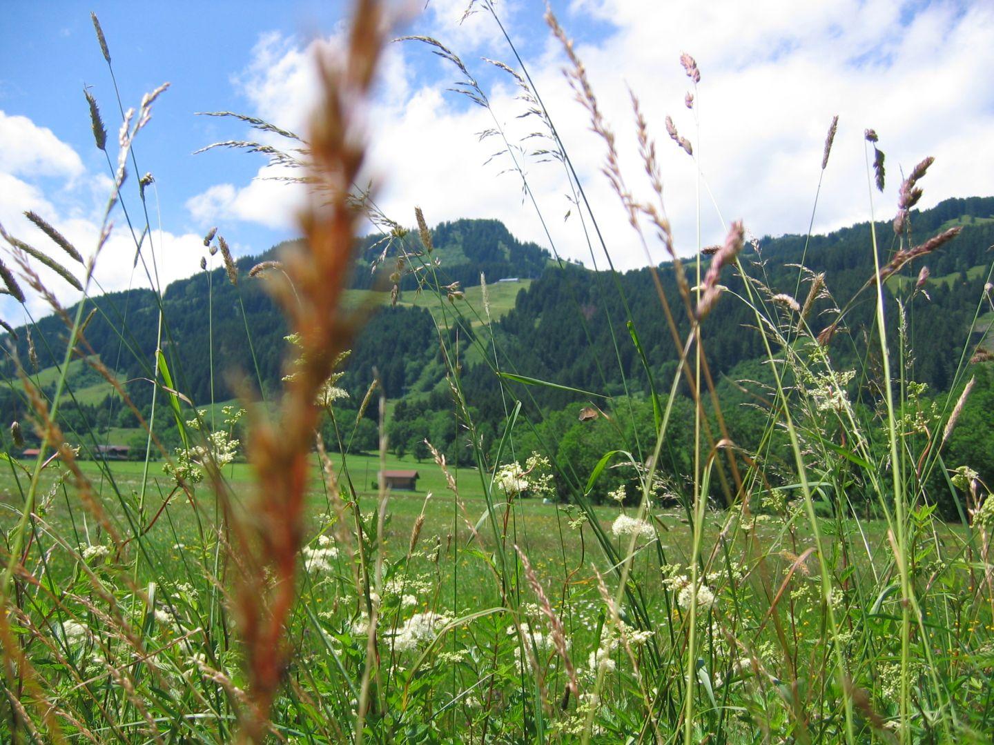 Kräuterspaziergang in Bolsterlang im Allgäu