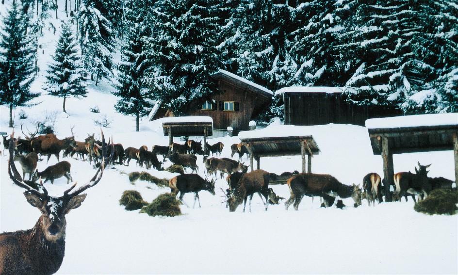 Wildfütterung im Alpenwildpark Wildfütterung im Alpenwildpark