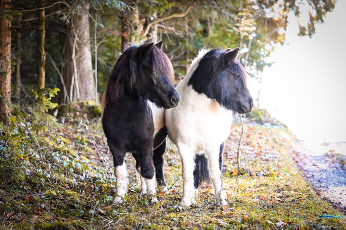 Reiterverein Wolfsried@AnnaKulicke