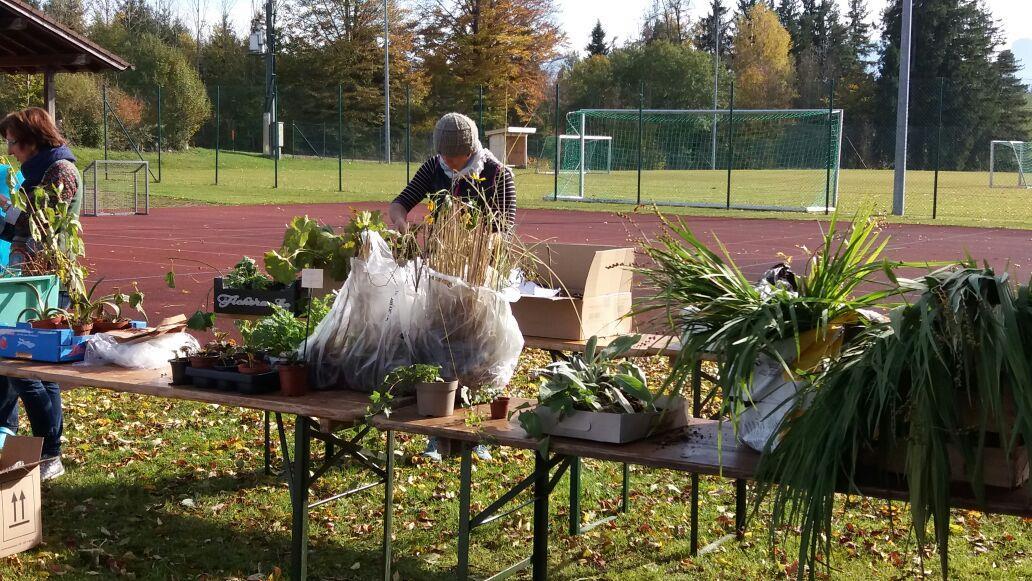 Pflanzentausch