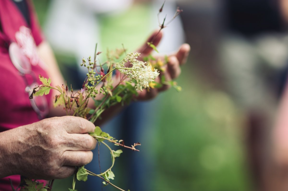 Wildkraeuterfuehrung weiler@LRALindau Frederik.Sams