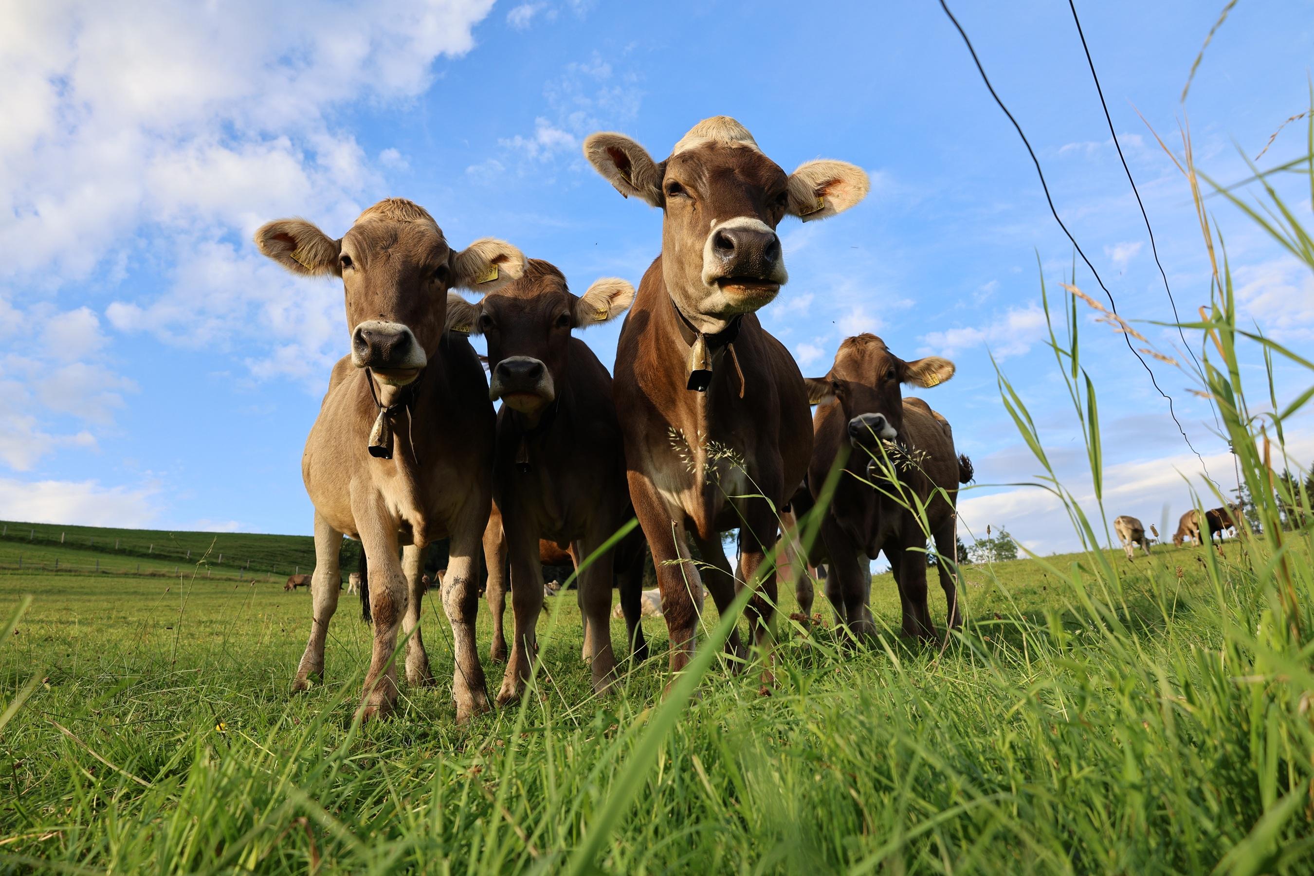 Genüsslich ins Graß beißen