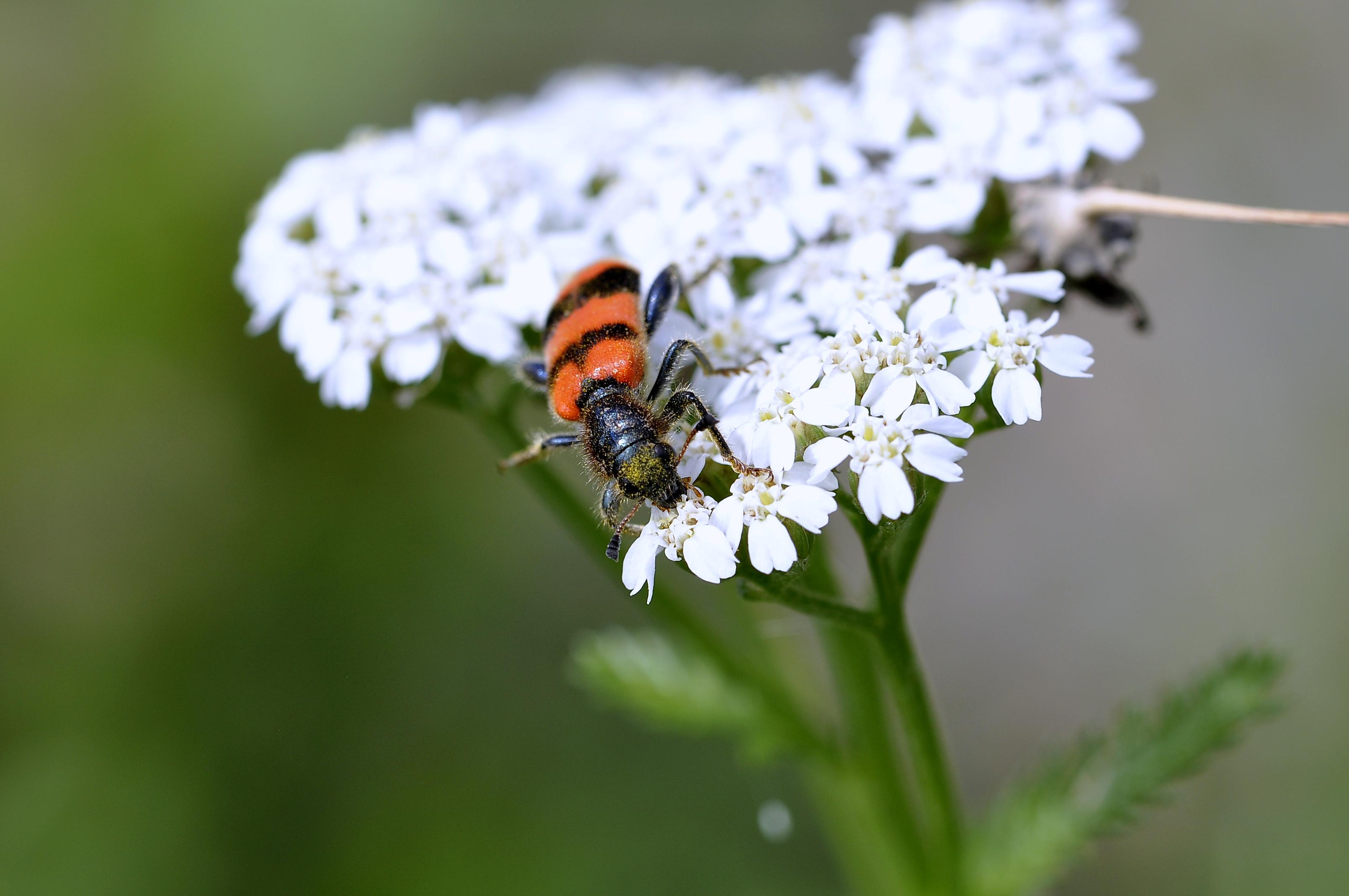 Bienenbuntkäfer