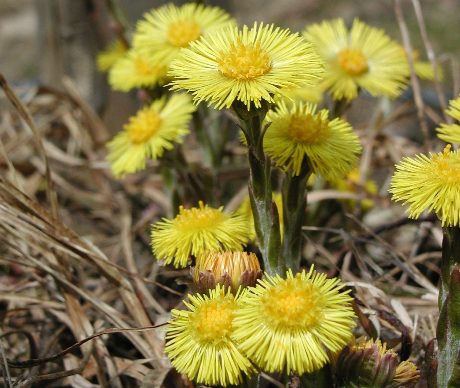 Kräuterprogramm 2026