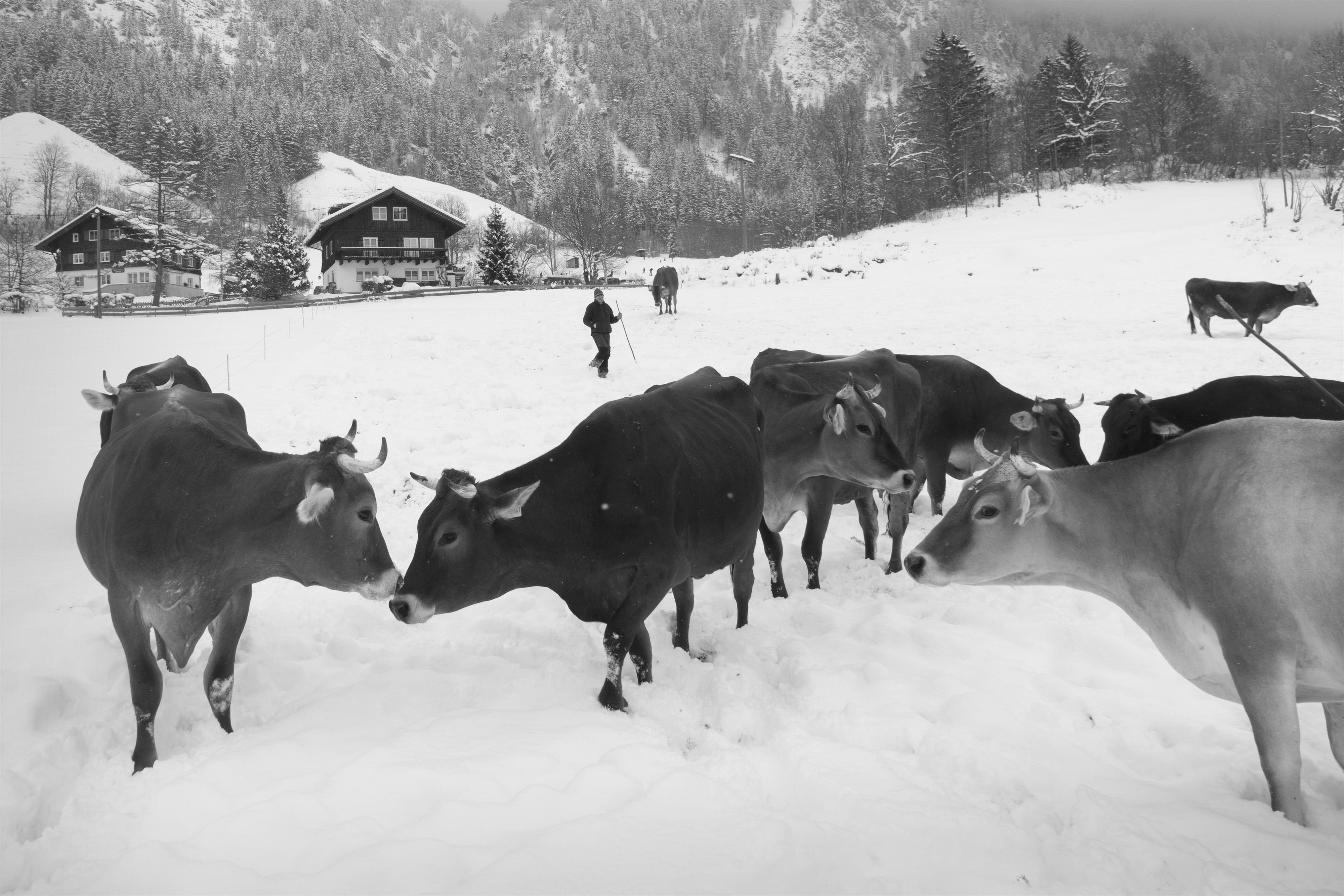 Kühe im Schnee
