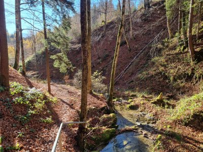Wildkräuterwanderung_1.jpg