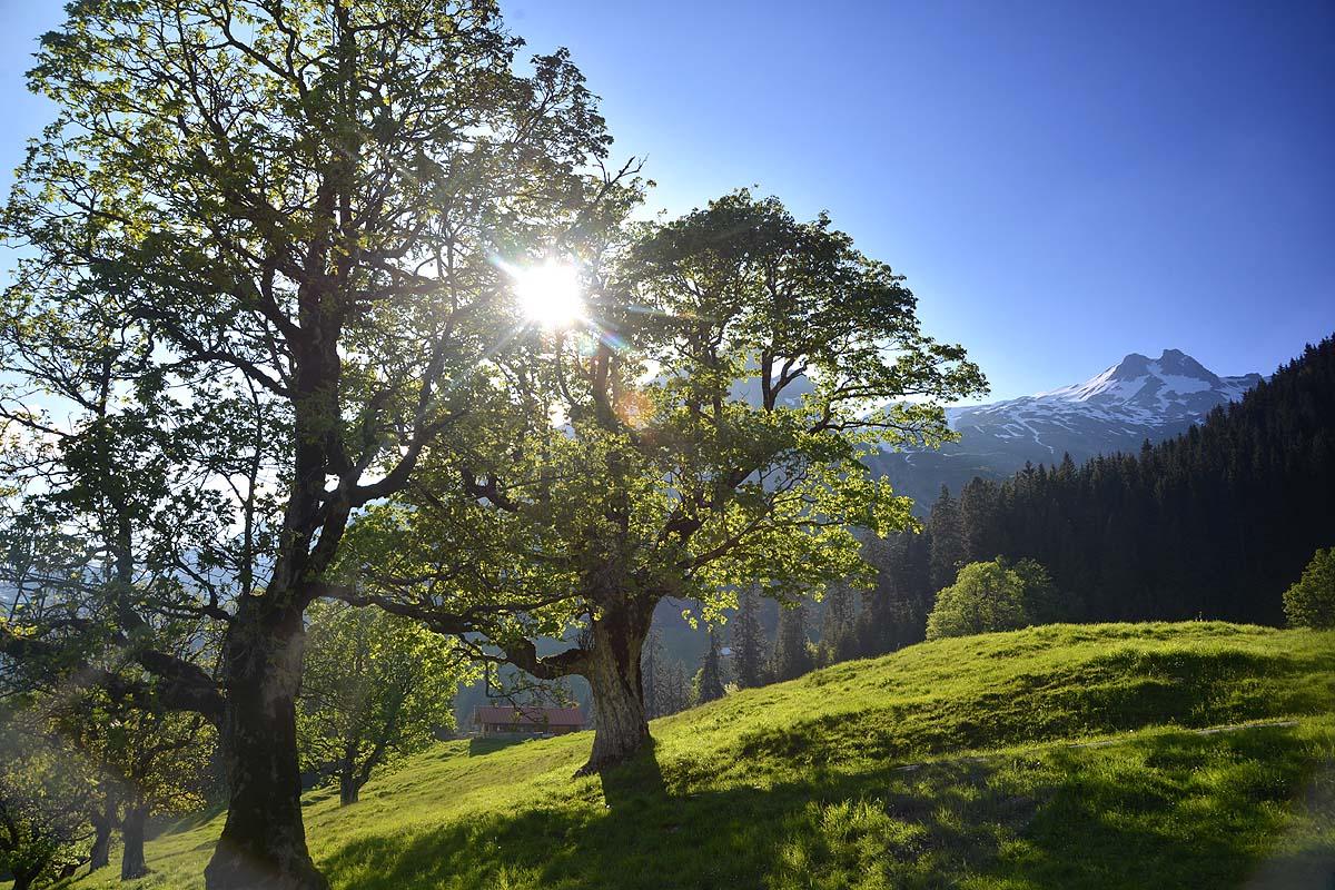 "Eingang ins Paradies" - Schwarzenberghütte