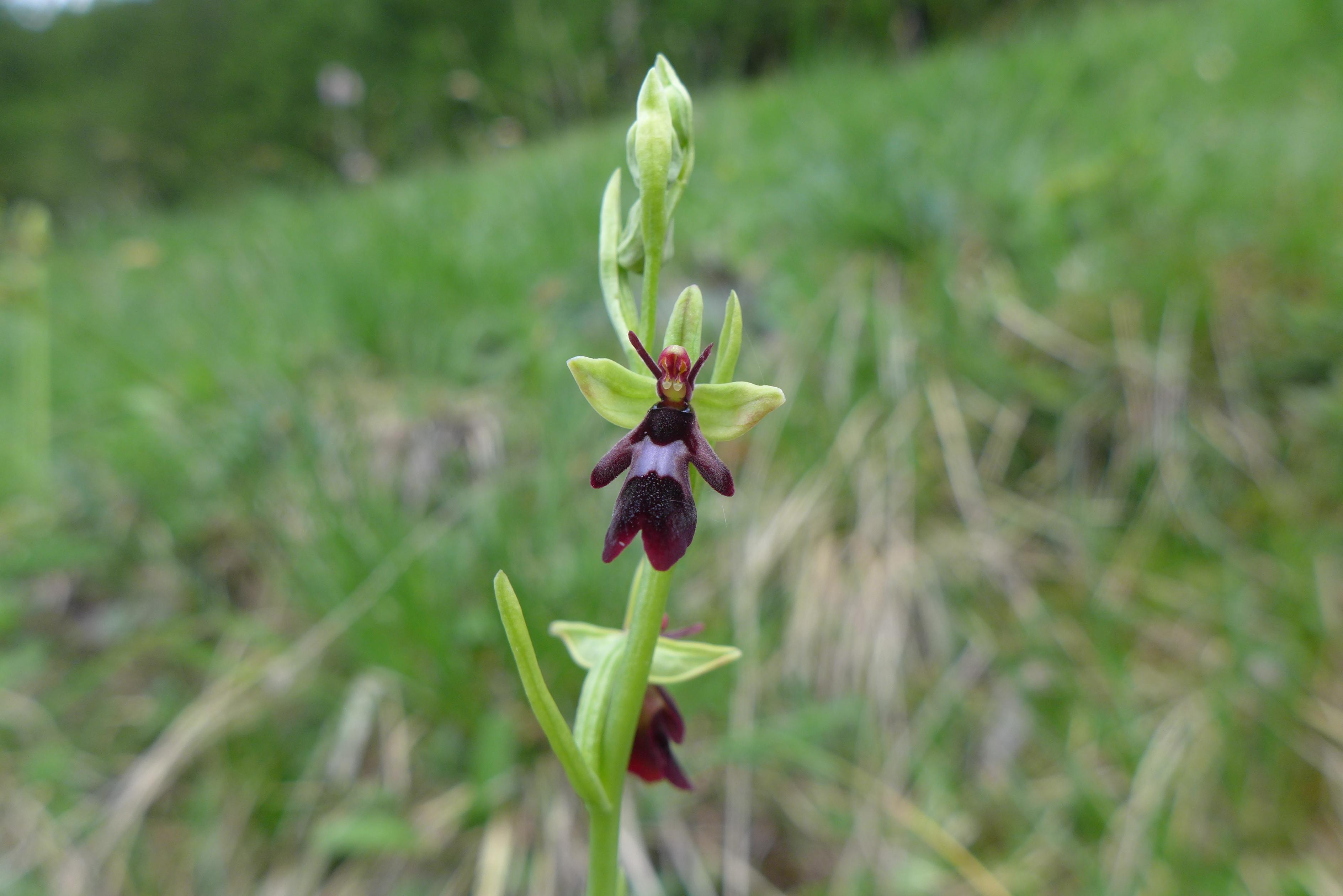 Ophrys Insectifera