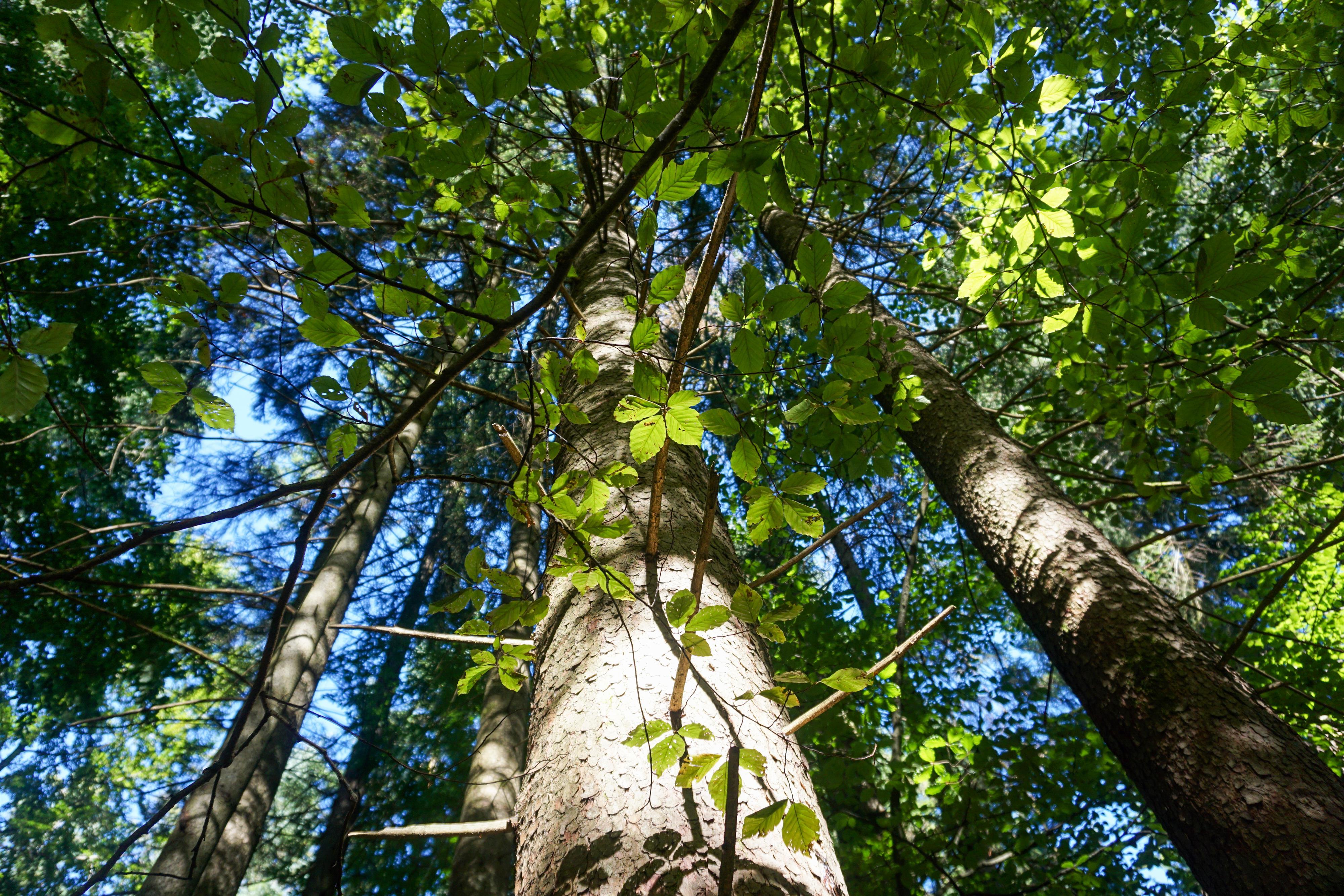 Allgäuer Bergwald Allgäuer Bergwald