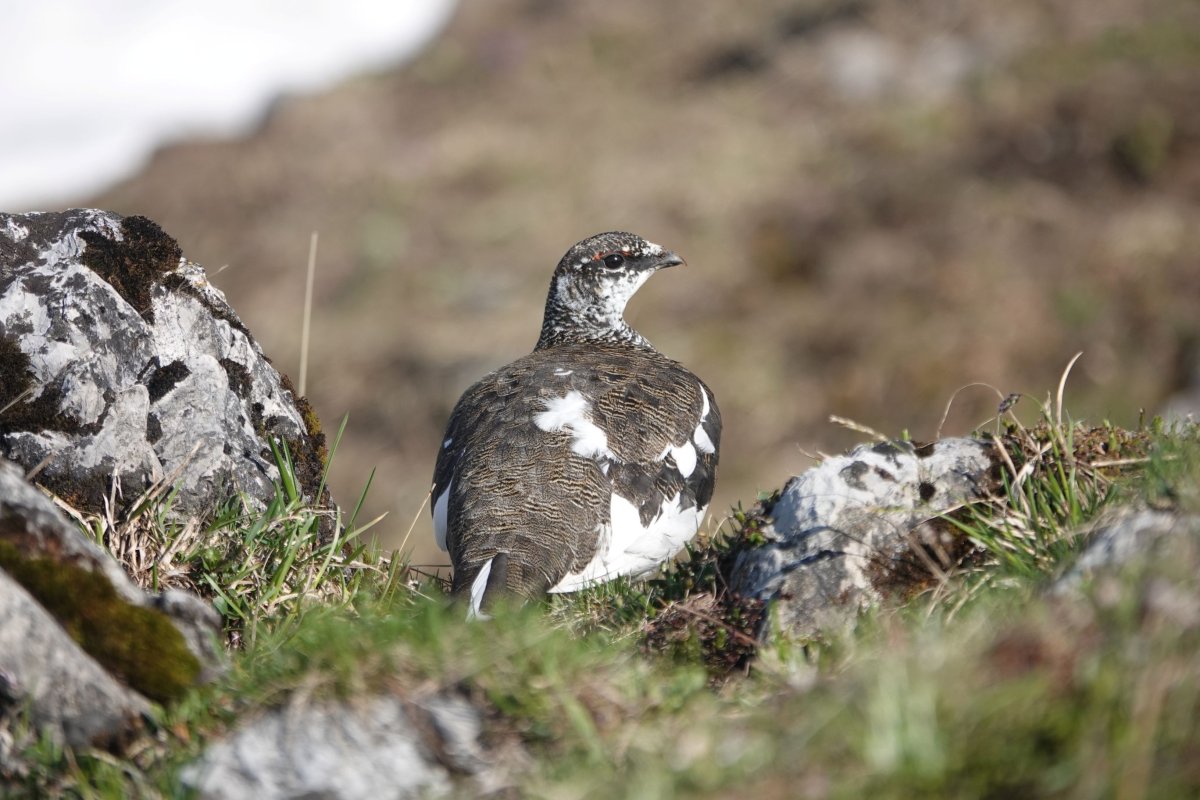 Alpenschneehuhn F Steinmeyer