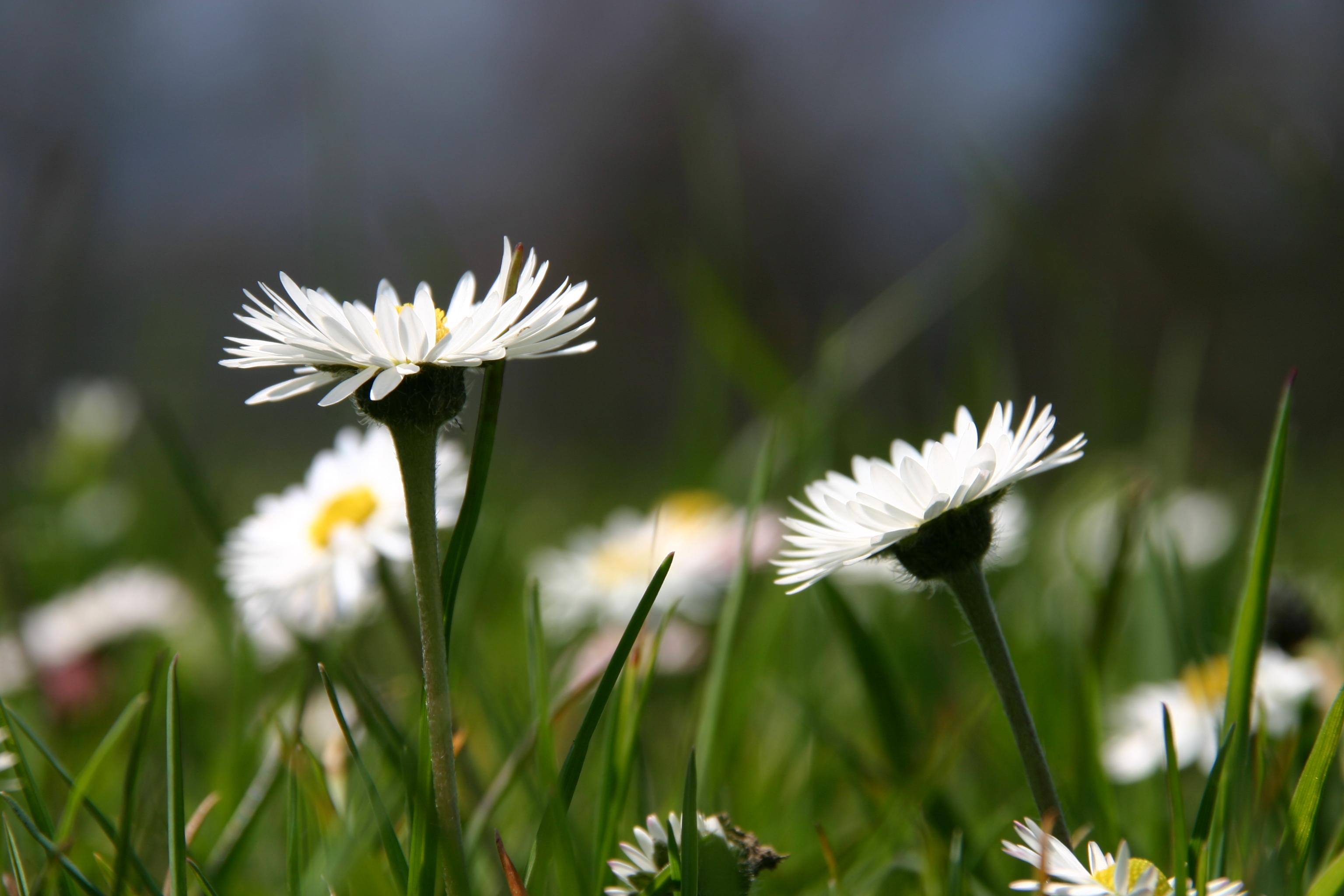 Gänseblümchen