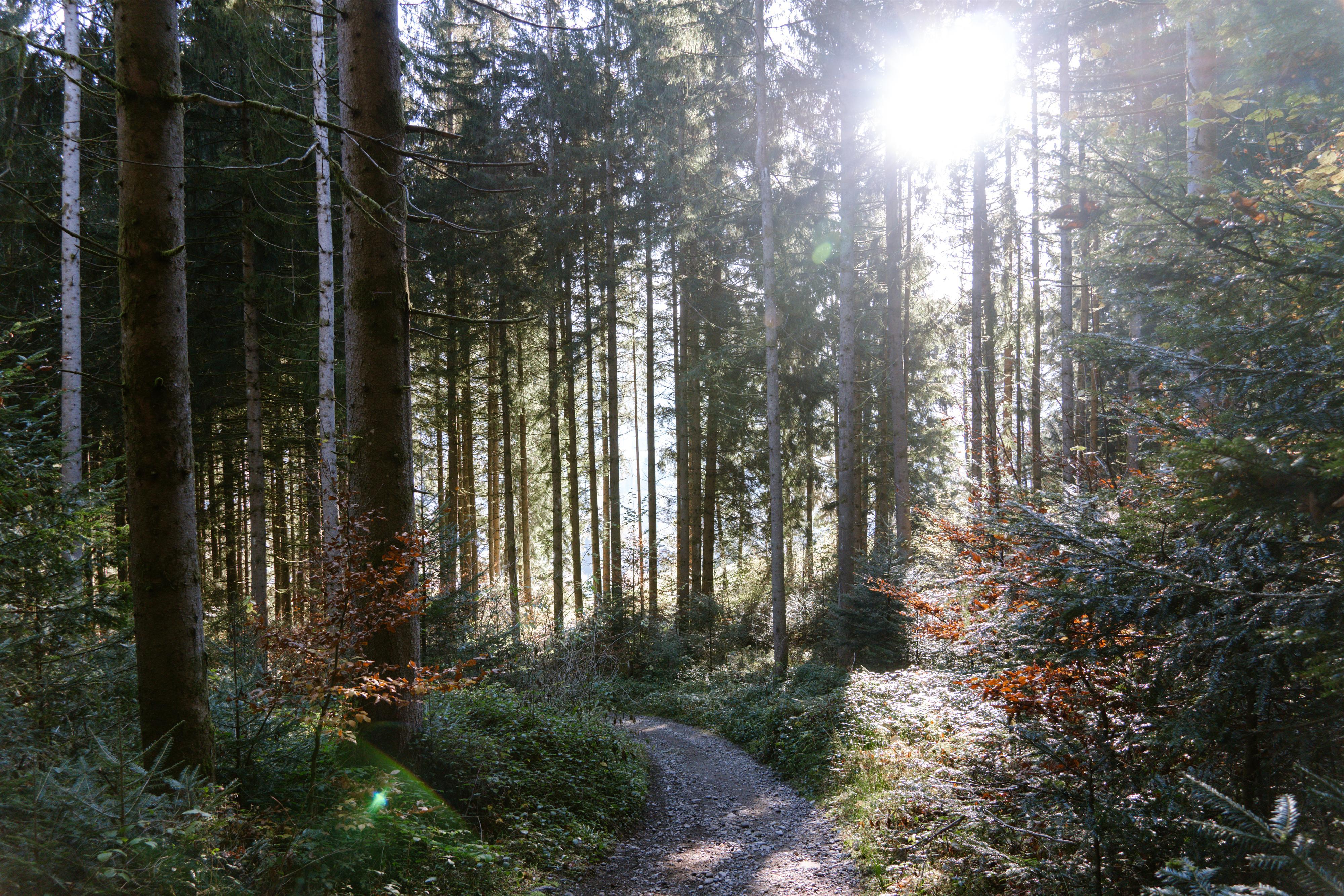 Wald