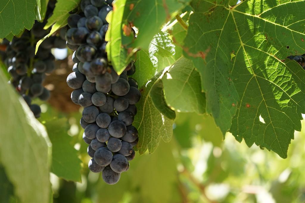 Weinrebe