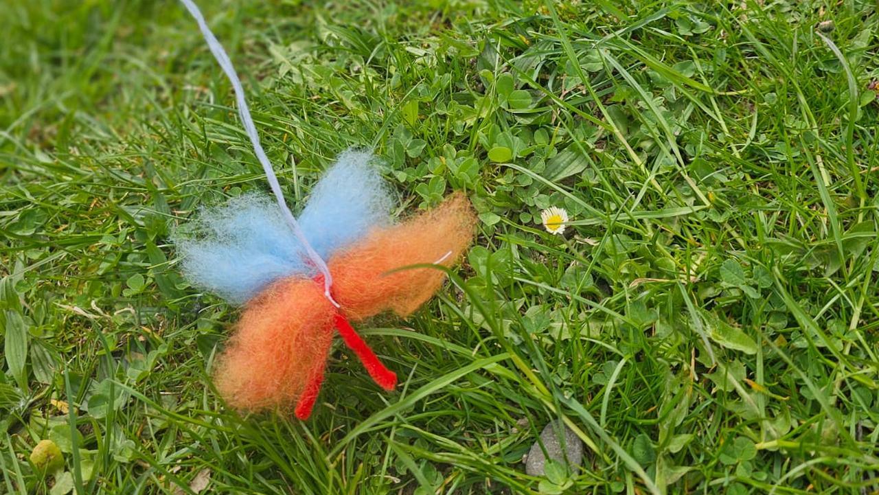 Schmetterlinge Schmetterlinge