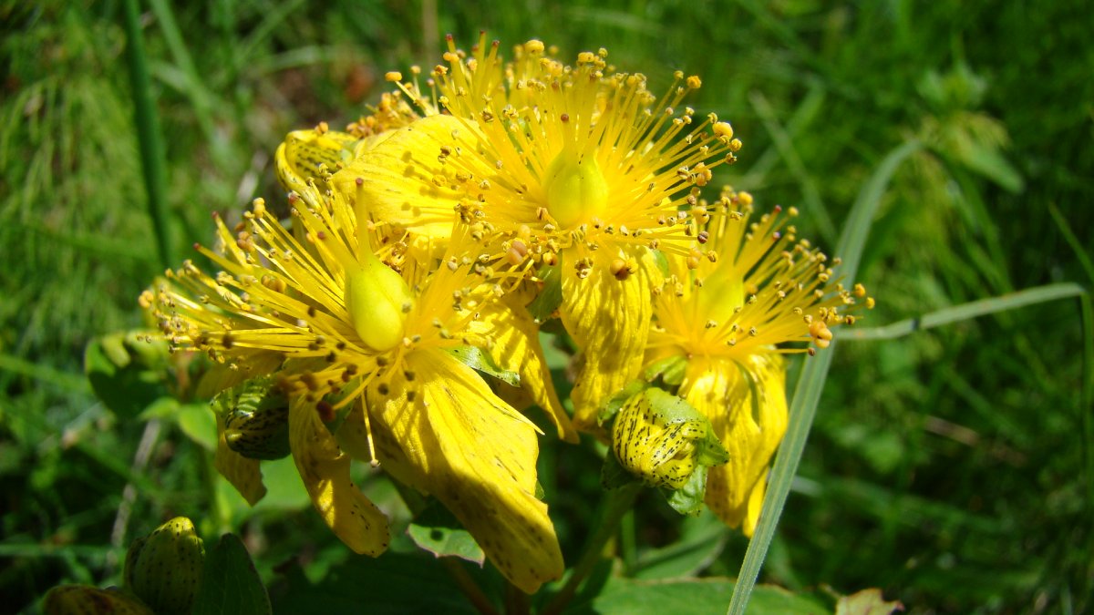 Johanniskraut