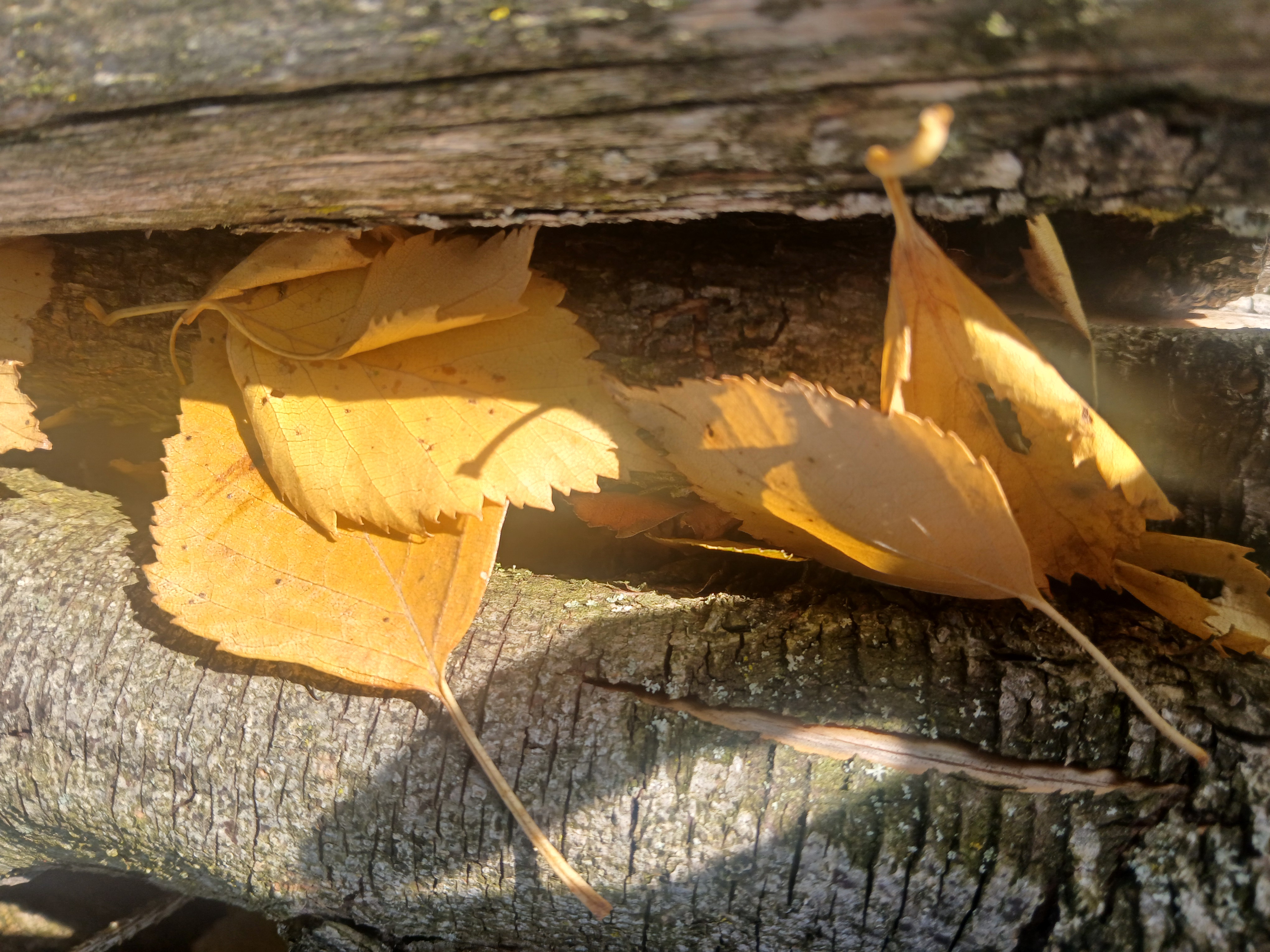 Bild-Herbst-3.jpg Bild-Herbst-3.jpg