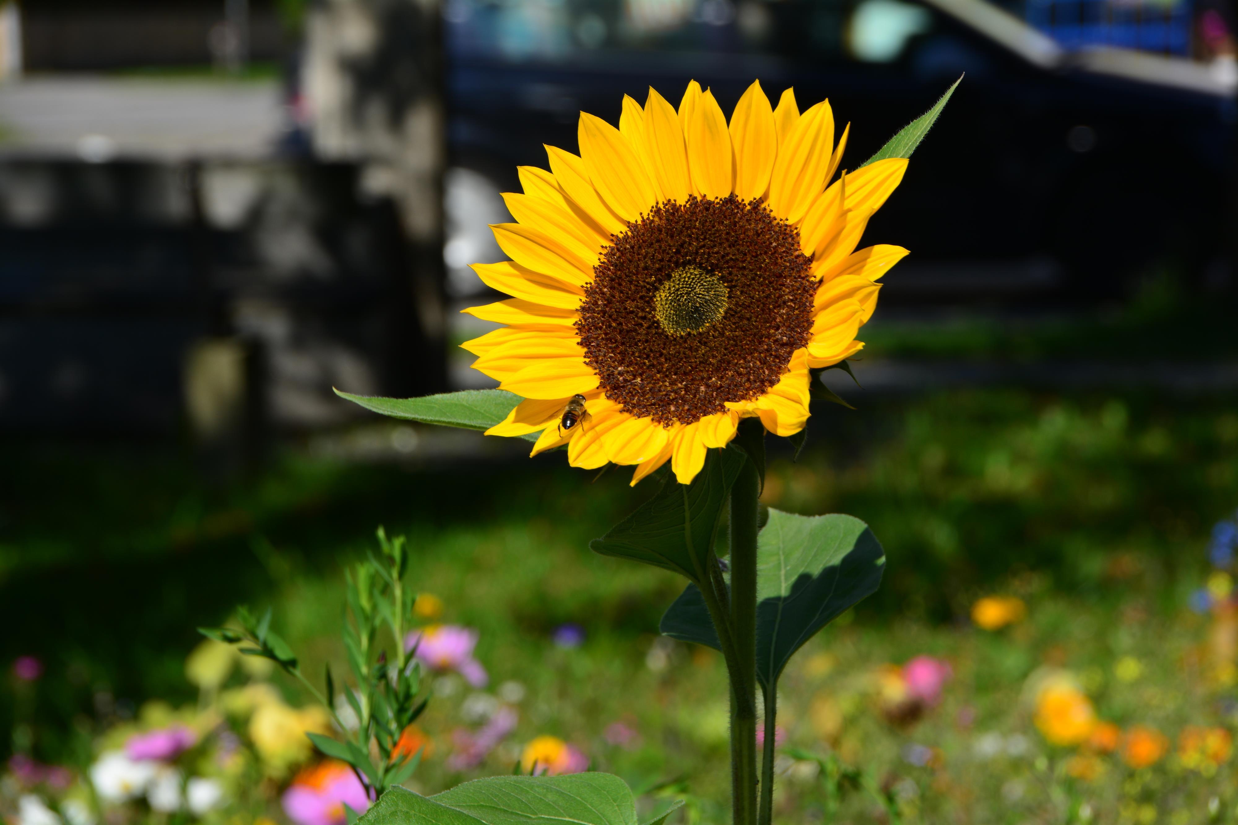 Foto Sonnenblume