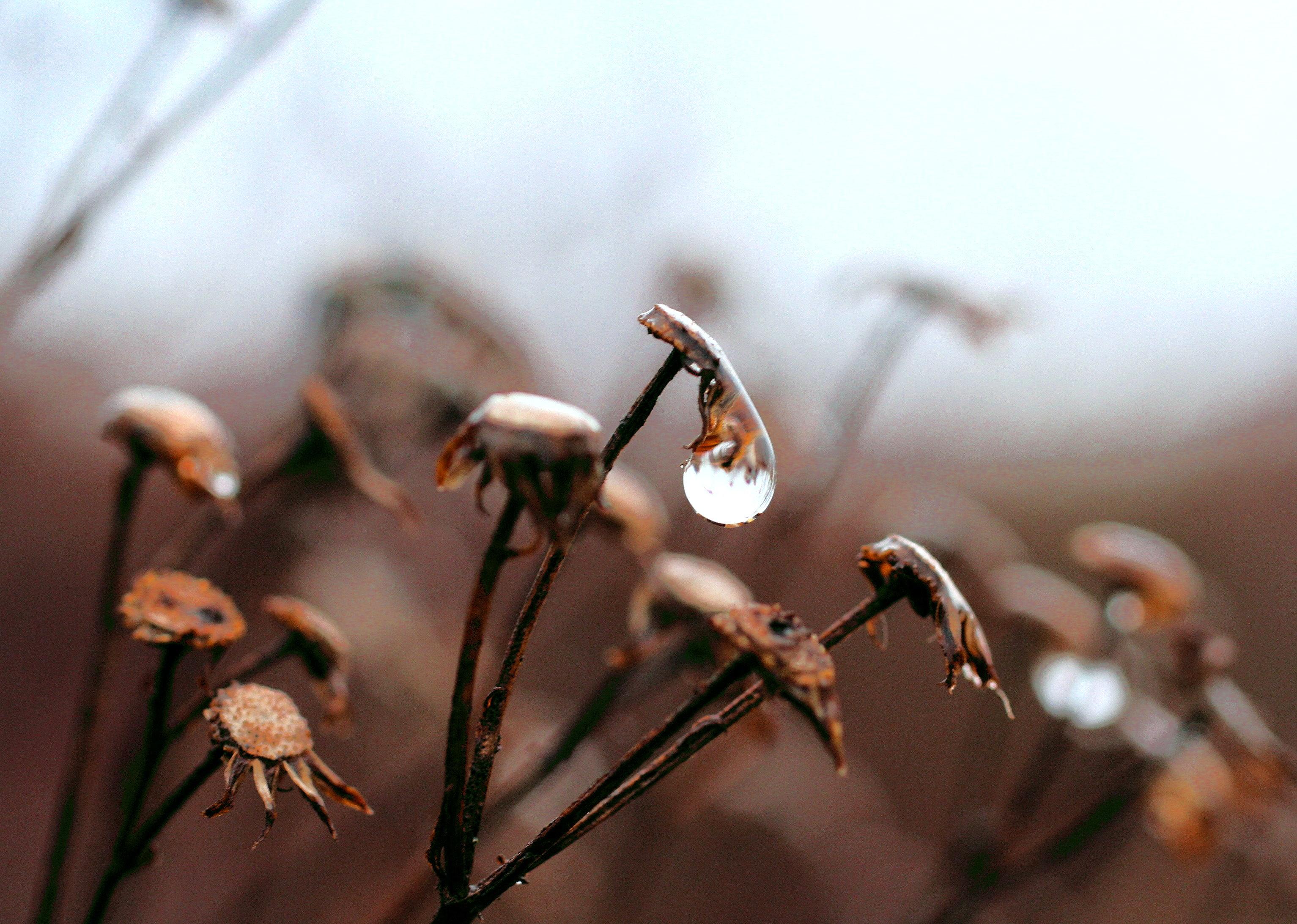 Verblüht - Blume mit Tautropfen